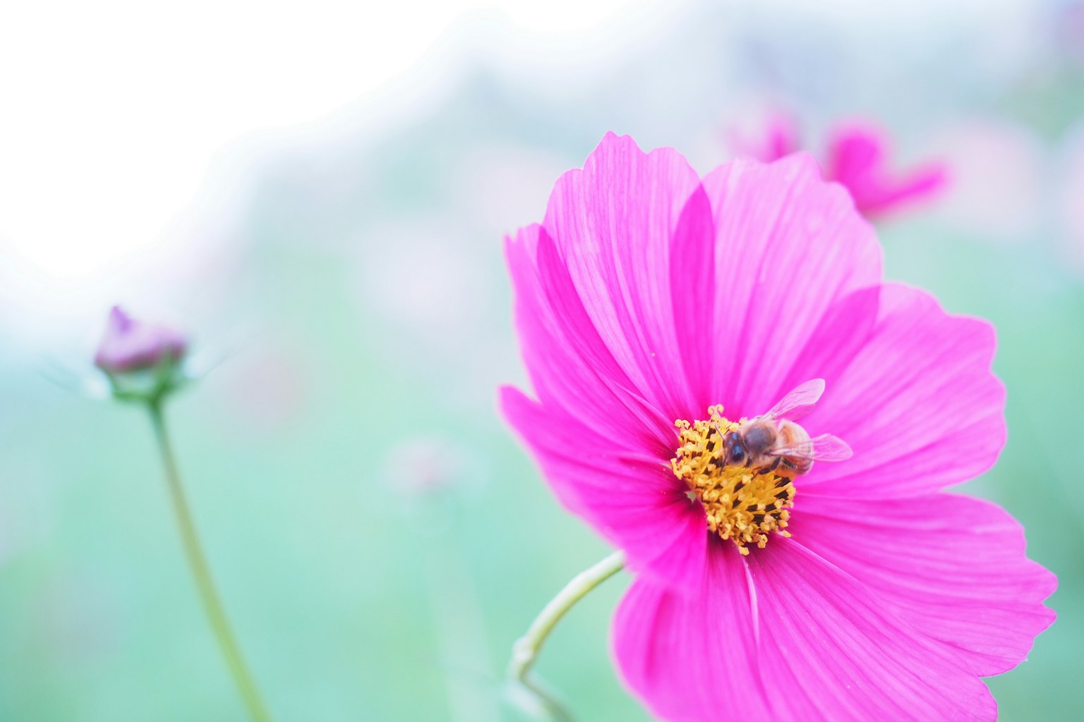 Primo piano di un fiore rosa con un'ape