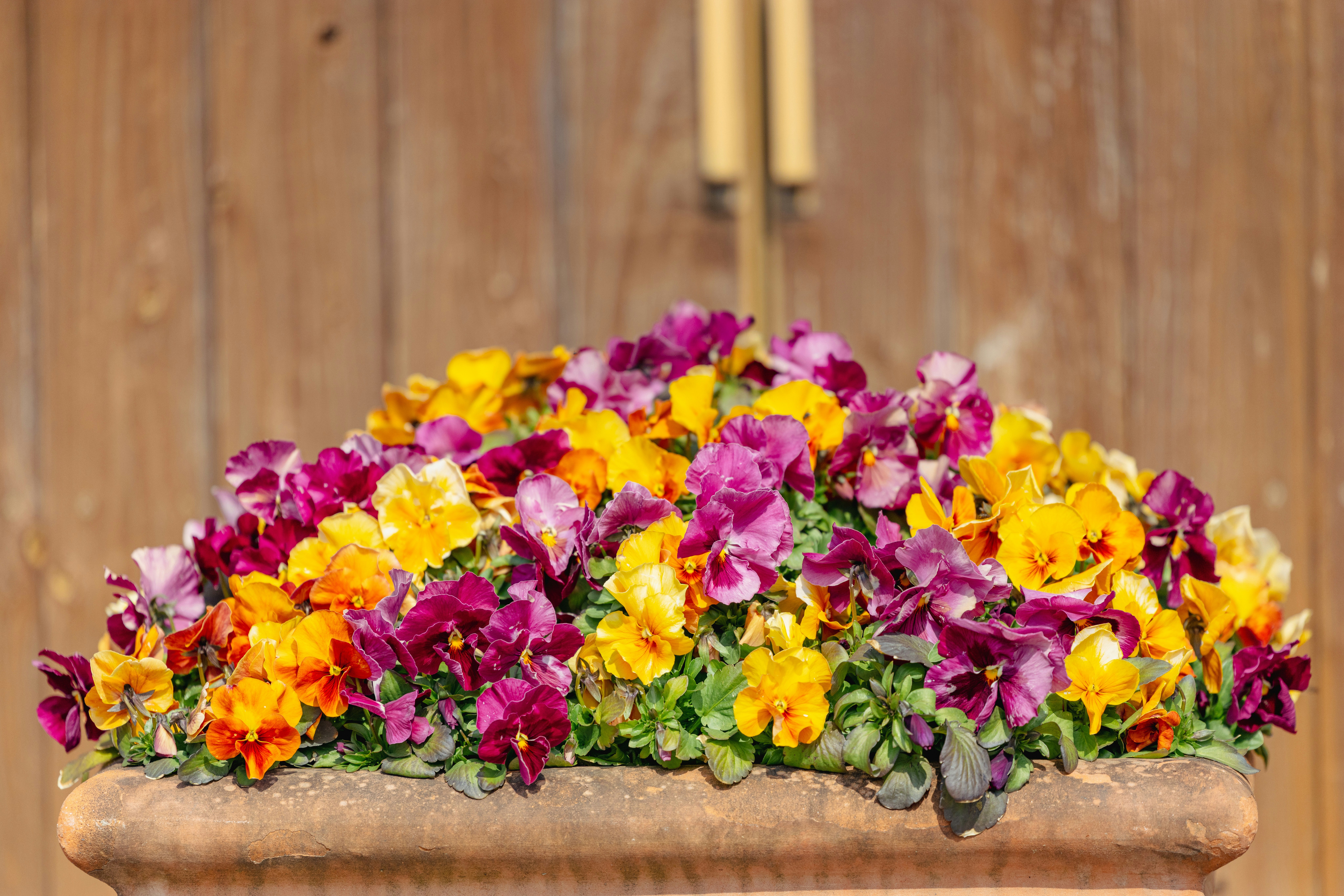 木製の壁に飾られたパンジーの花束