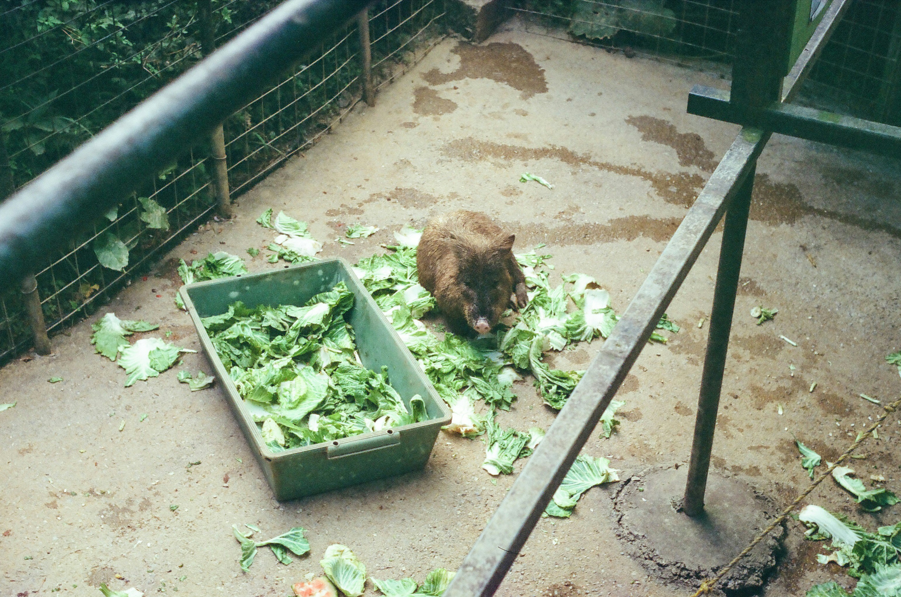 檻の中で葉を食べるイノシシ