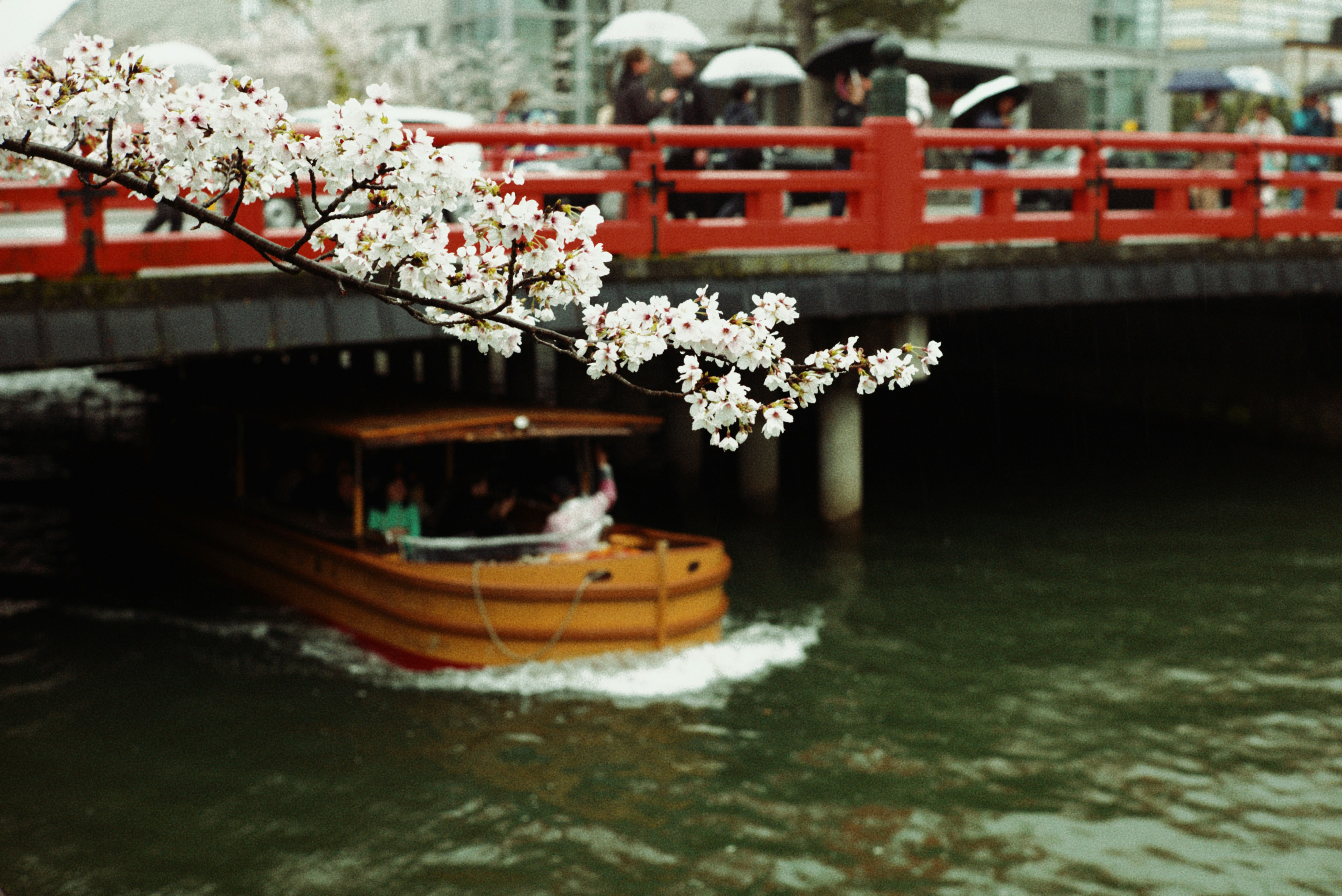 雨の中の桜の枝と川沿いの赤い橋