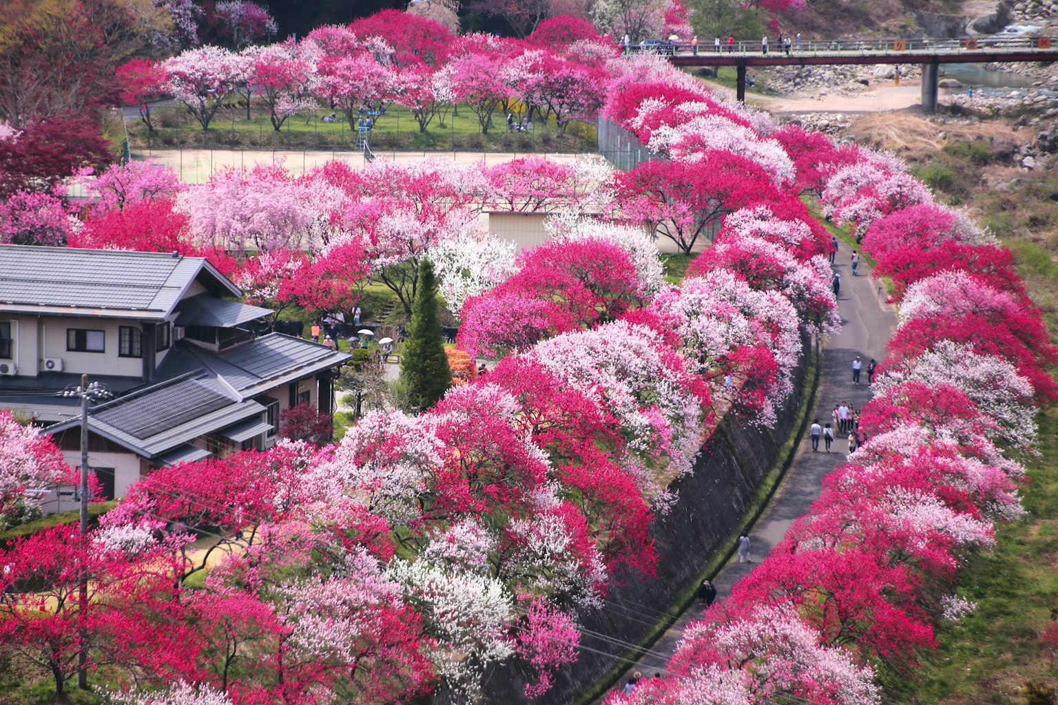 生机勃勃的公园风景，有盛开的花朵和附近的房屋