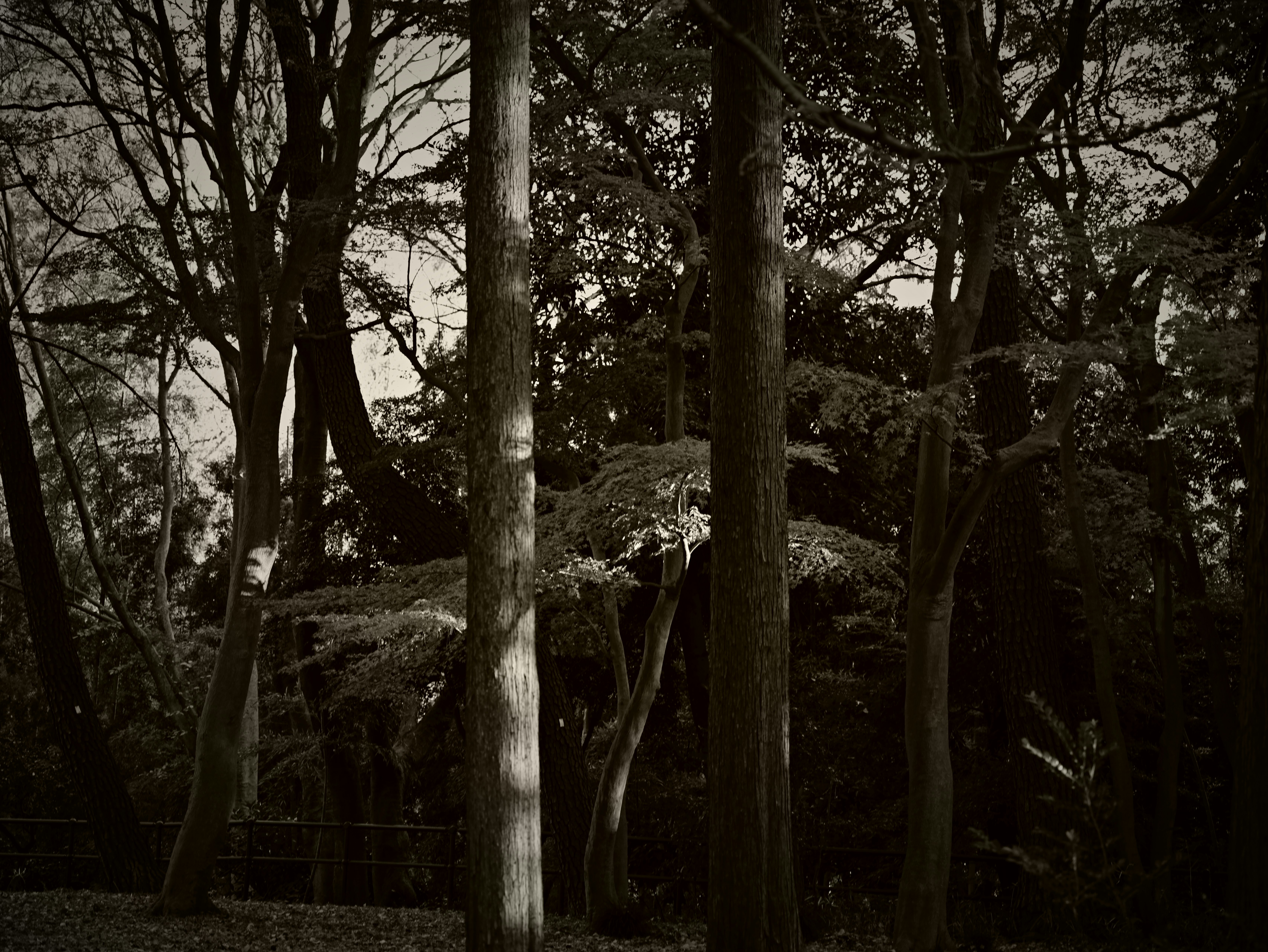 dunkle Waldblick zwischen Bäumen