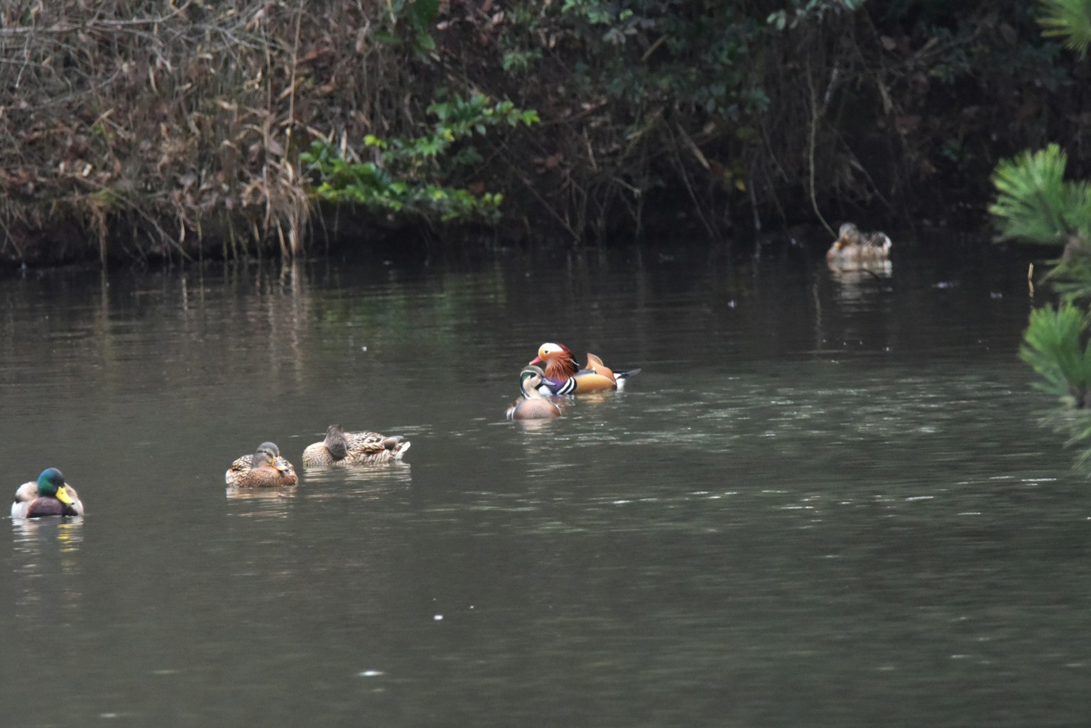 Enten schwimmen in einem Teich, umgeben von Grün
