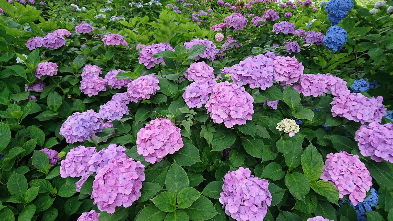 Taman yang penuh warna dengan bunga hydrangea mekar dalam nuansa ungu dan biru