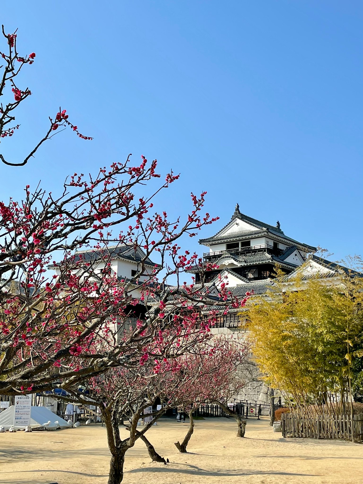 Alberi di ciliegio in fiore con un castello sullo sfondo
