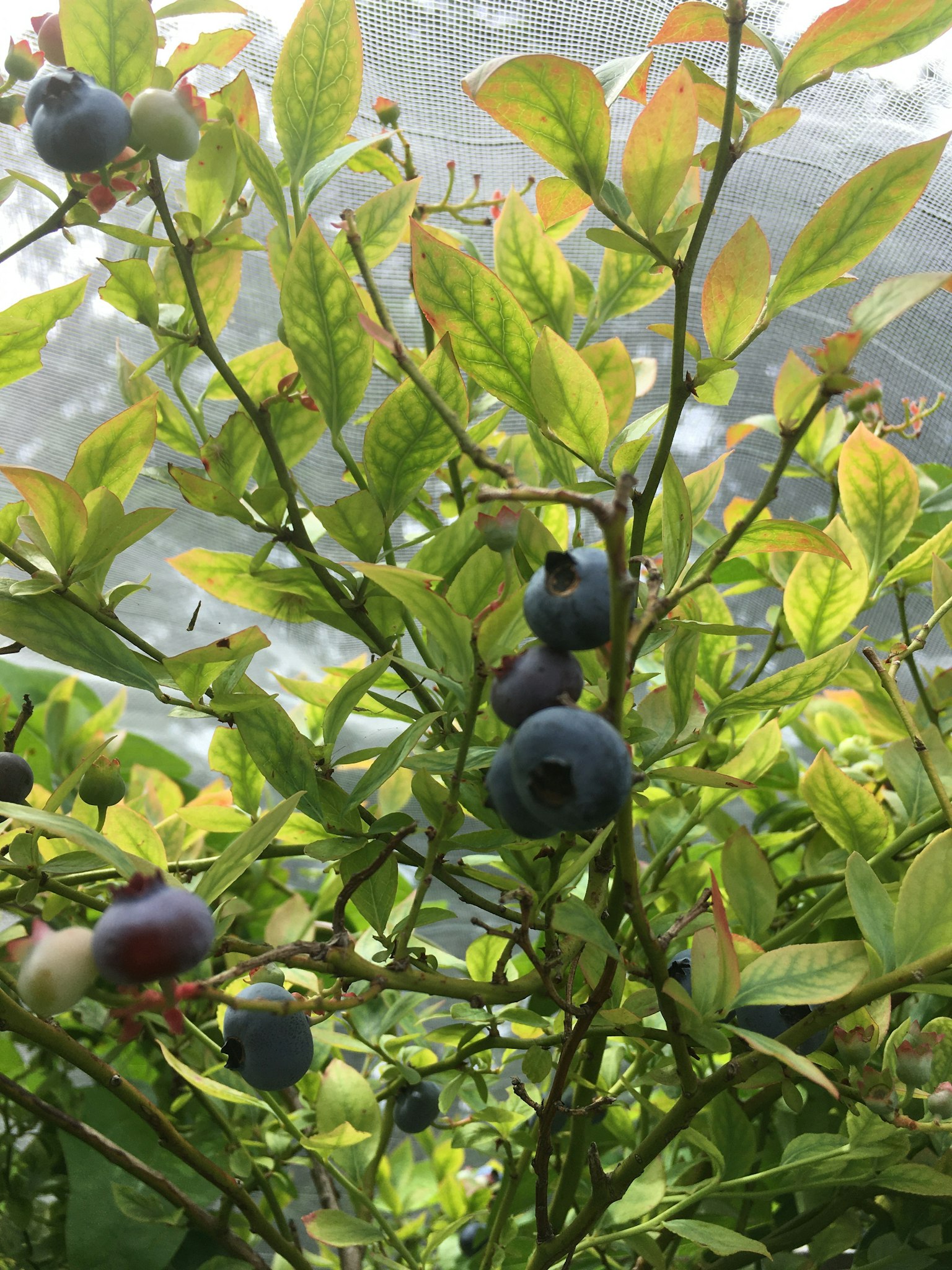 Primo piano di pianta di mirtilli con bacche blu mature e foglie verdi
