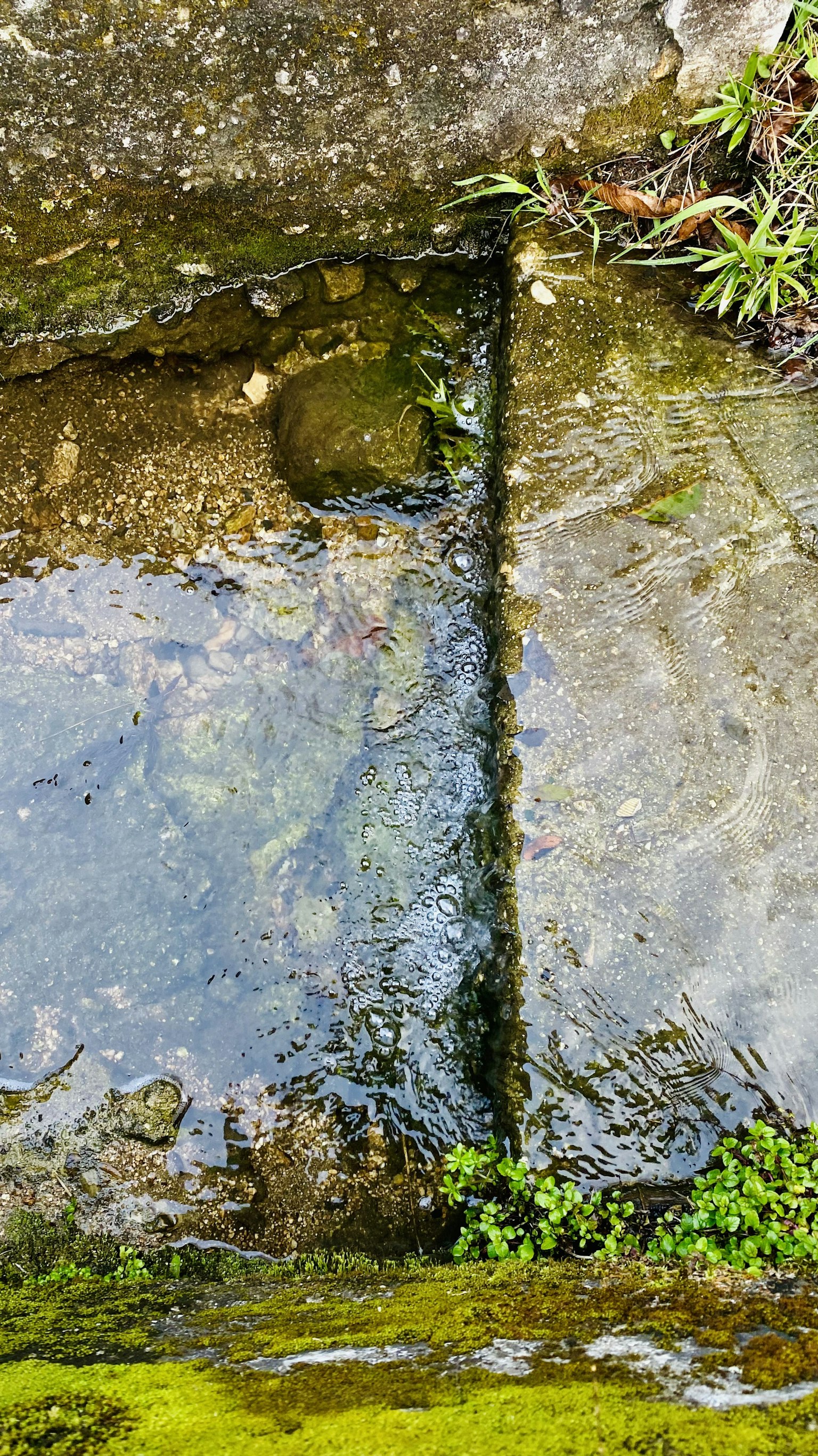 岩石表面有水洼和绿色苔藓