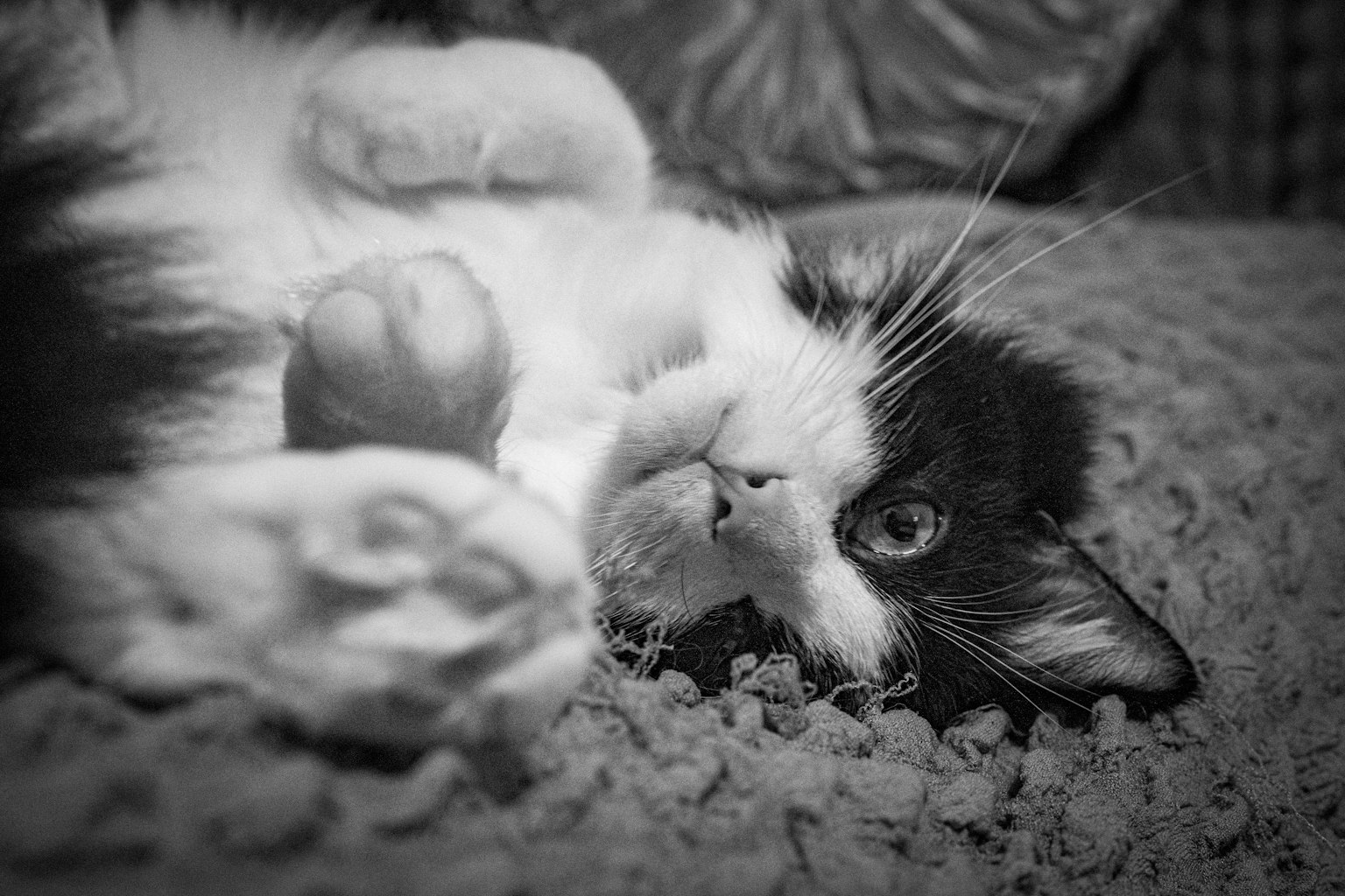 Black and white cat lounging on a textured surface