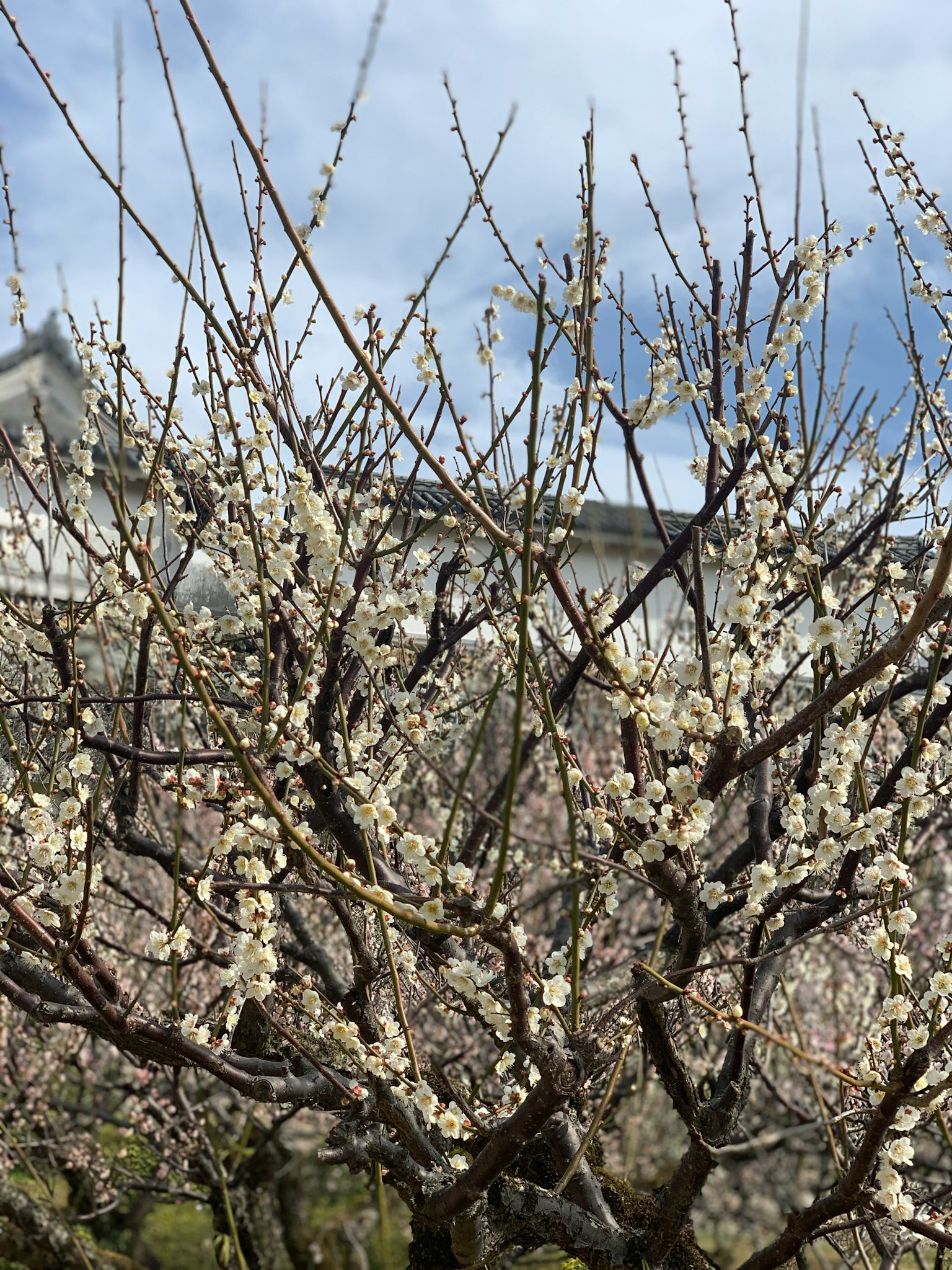 Close-up of a plum tree with white blossoms