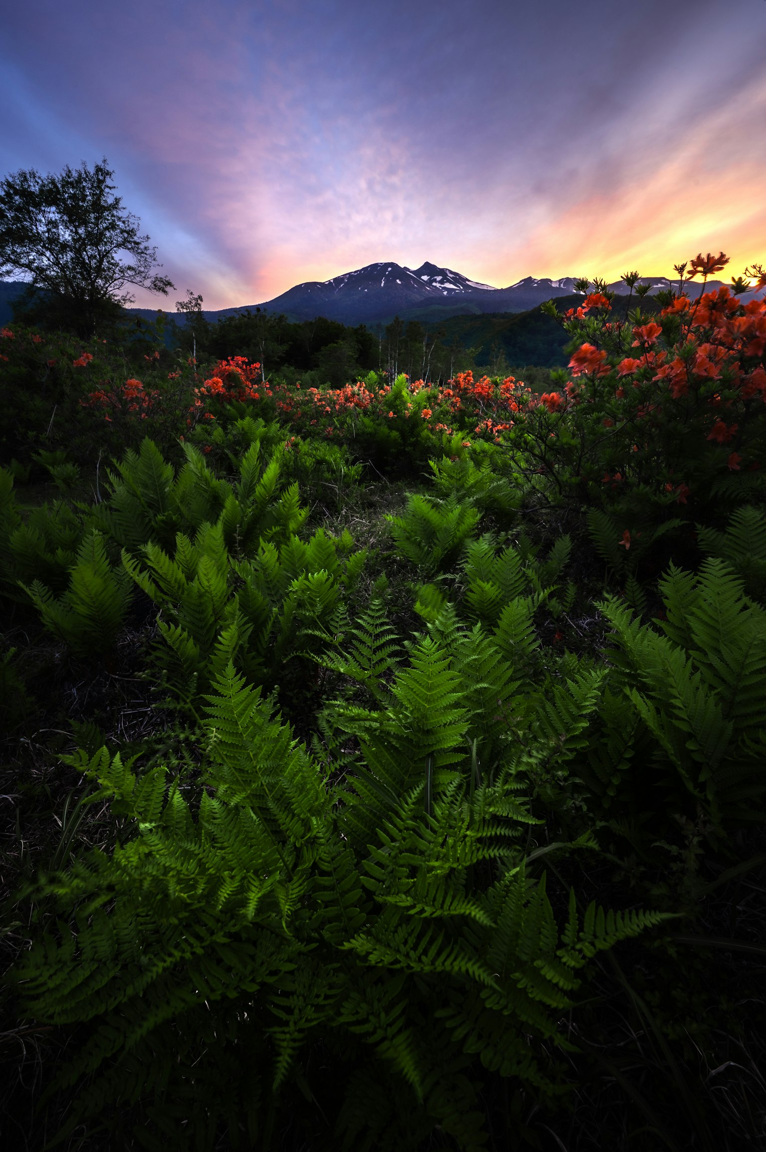 Vue pittoresque de fougères luxuriantes et de fleurs orange en fleurs avec des montagnes au coucher du soleil