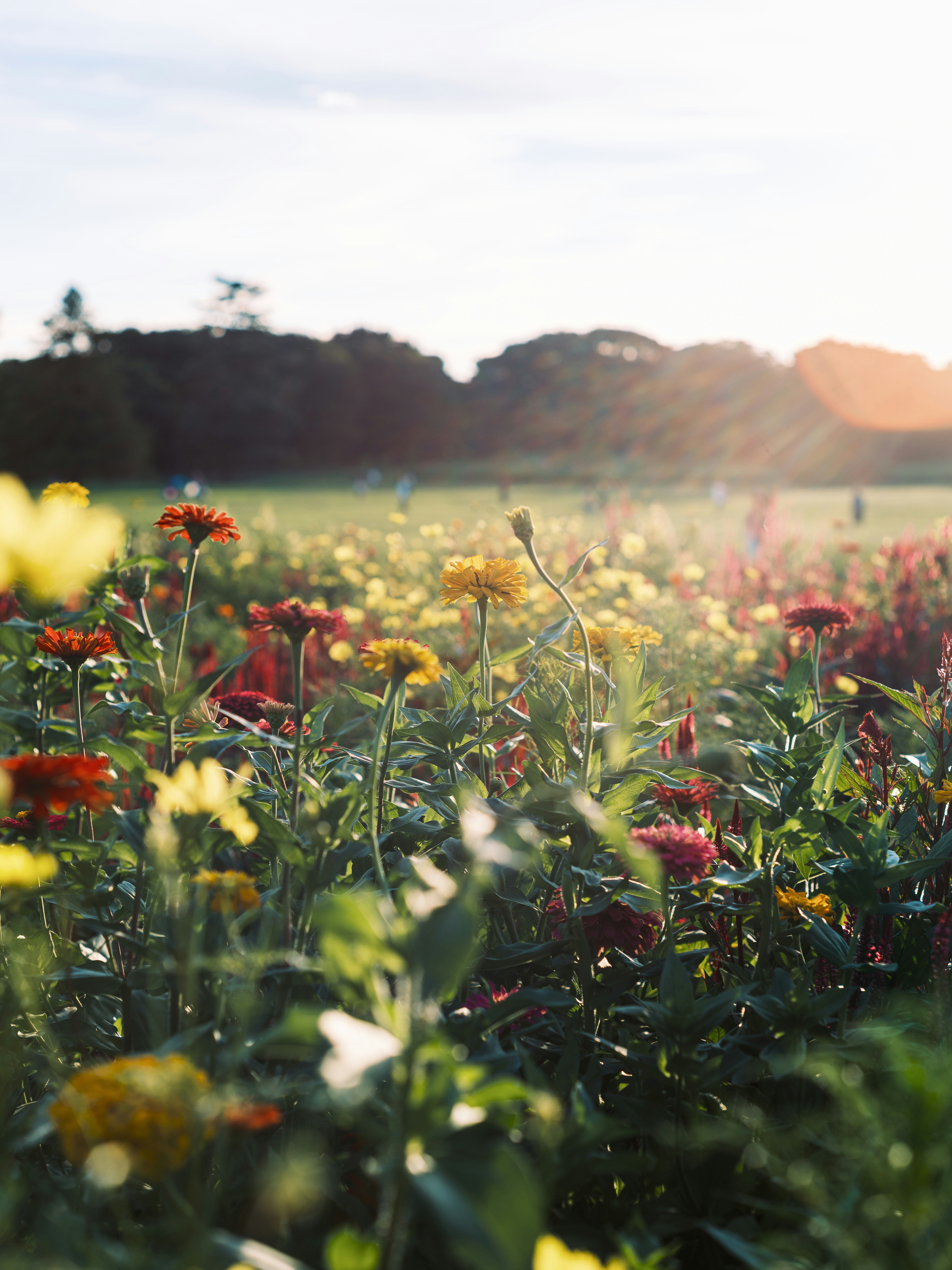 花畑の手前に咲く色とりどりの花と夕暮れの風景