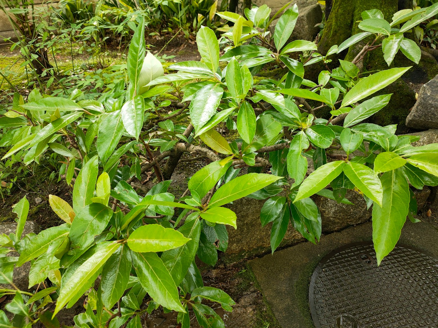 Close-up of a lush green plant with vibrant leaves showcasing unique leaf shapes