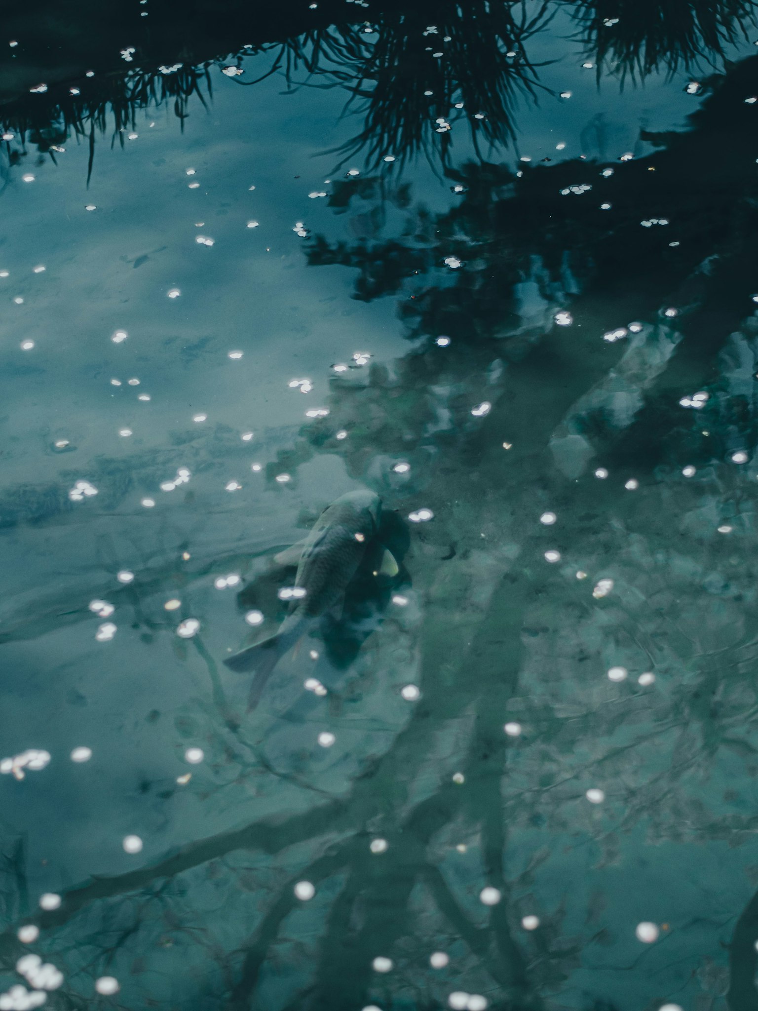 平靜的水面上漂浮著花瓣和樹的倒影