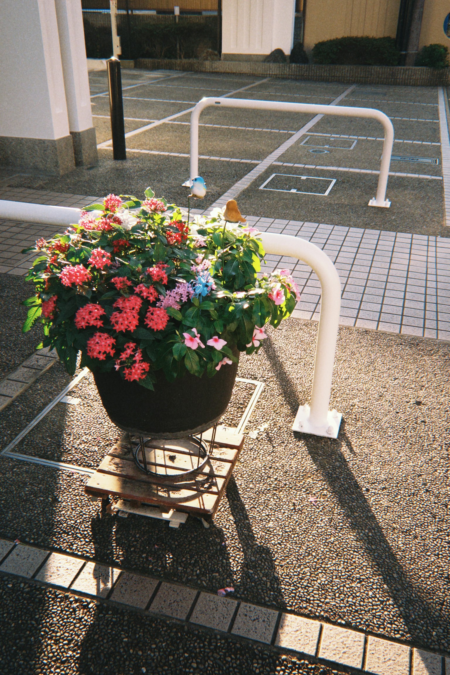 色彩繽紛的花卉盆栽放置在鋪砌的停車場場景中
