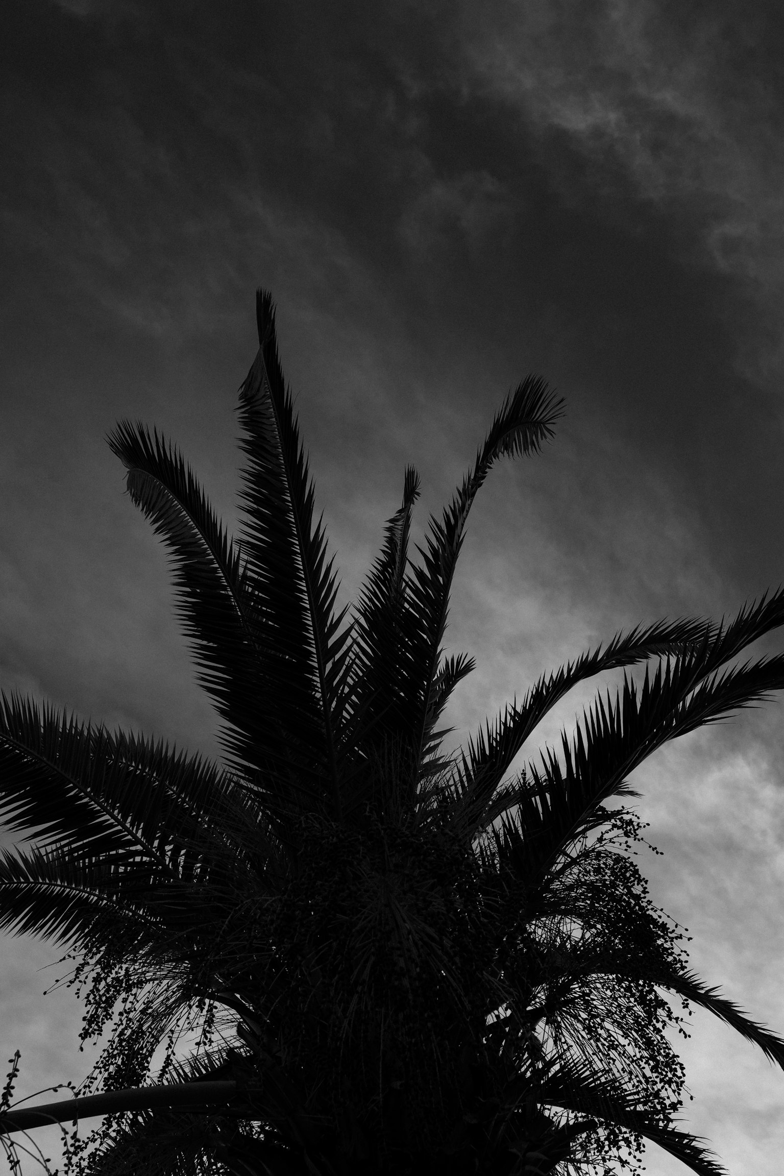 Silhouette einer Palme vor einem dunklen Himmel
