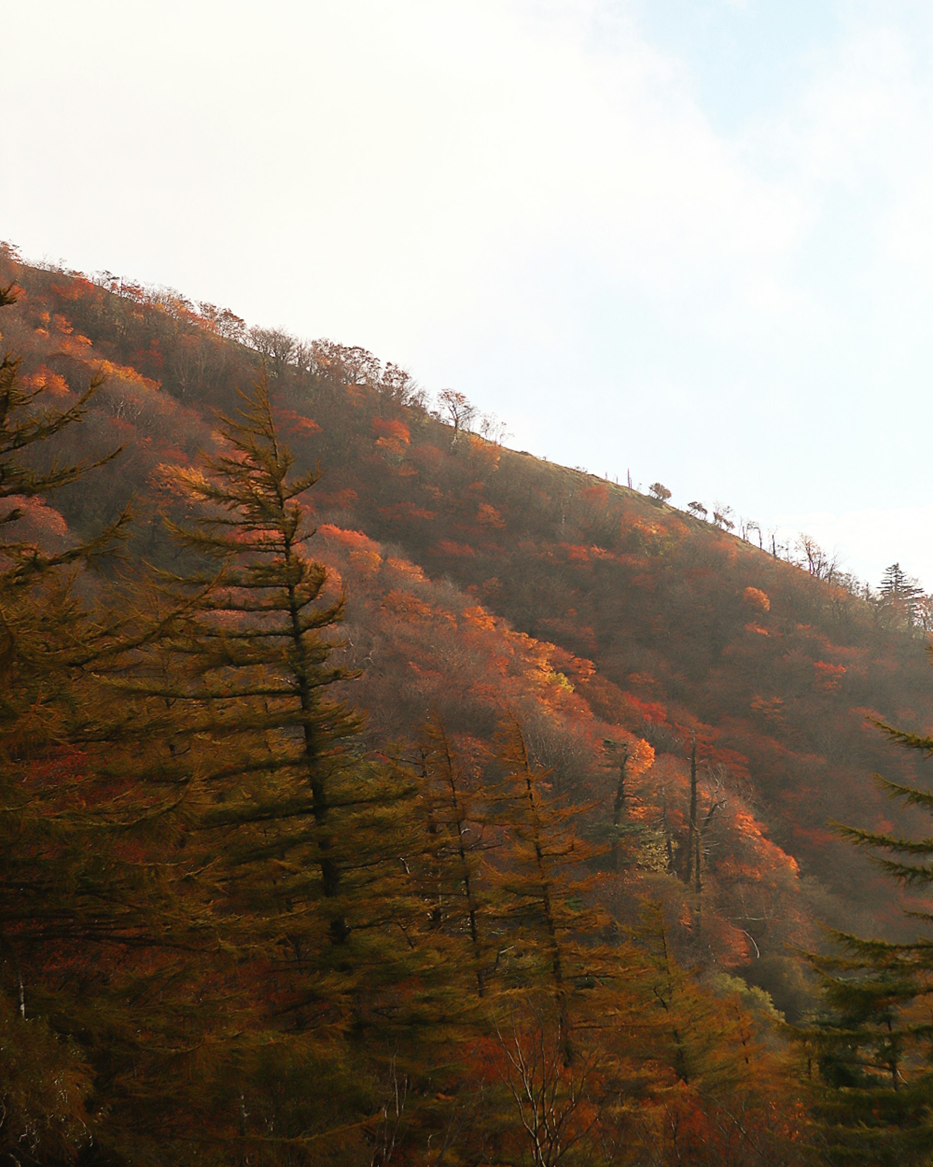 紅葉の斜面を見上げる山の登山道と空雲の絶景