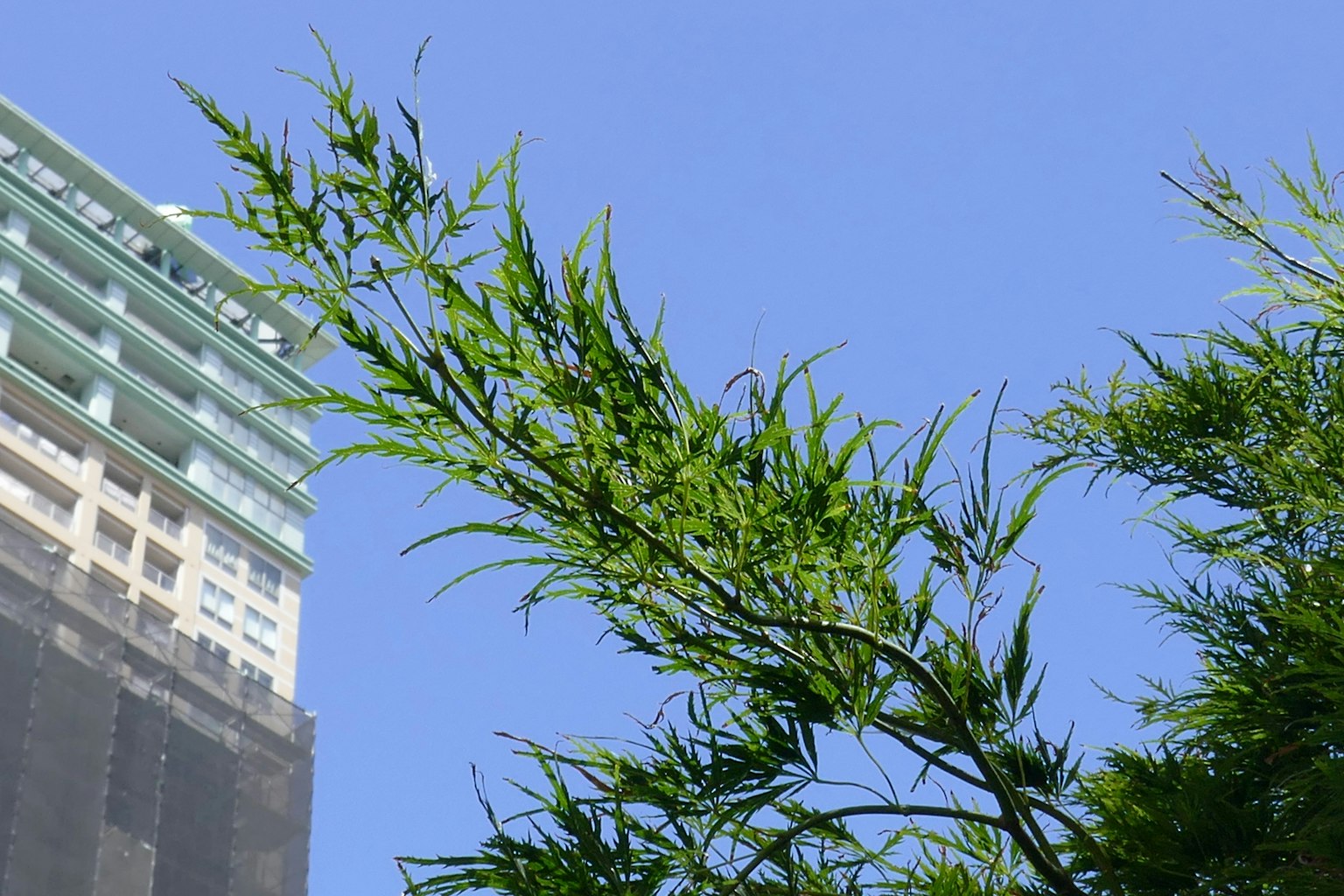 竹枝向蓝天伸展，背景是一栋高楼