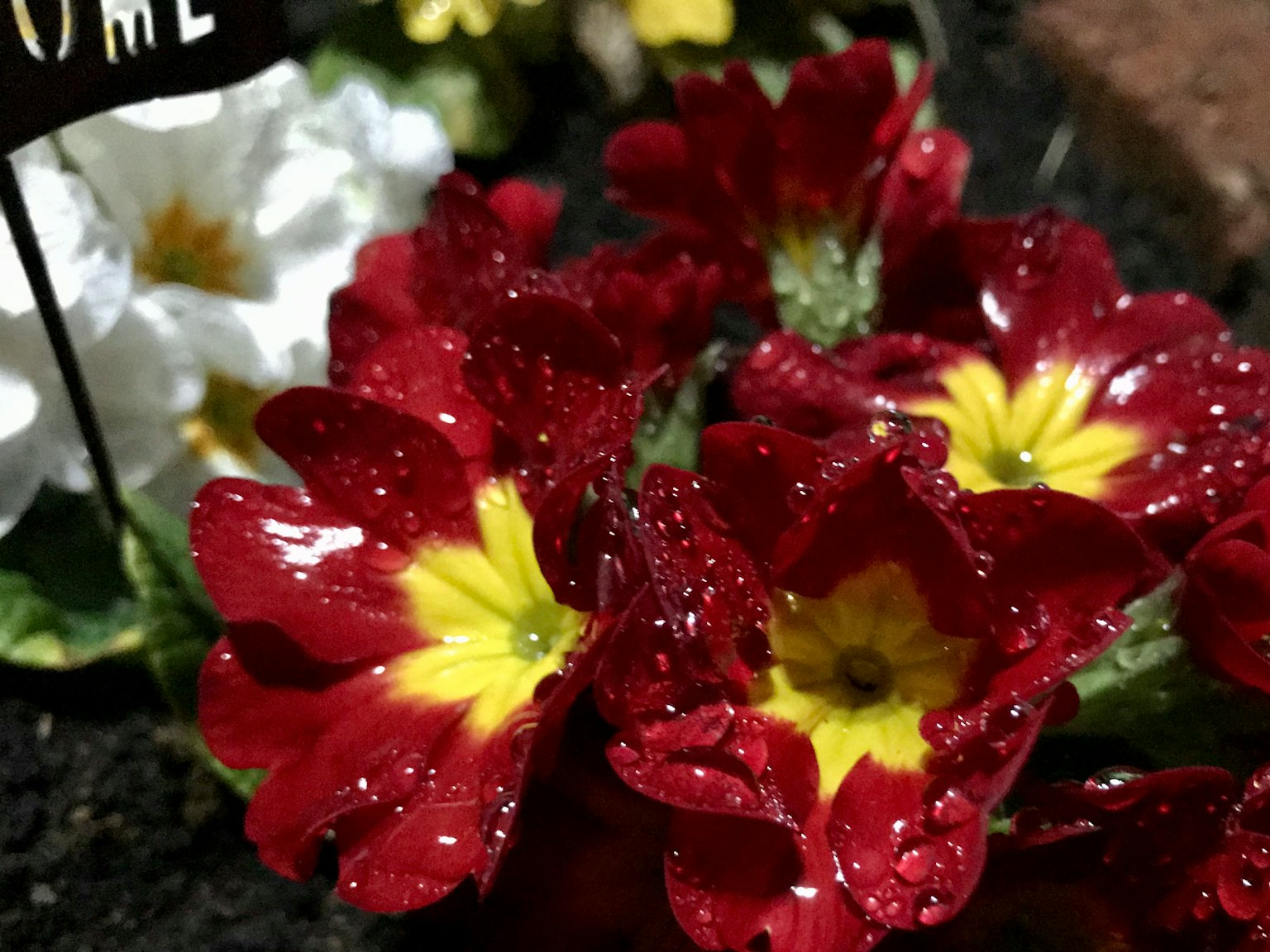 Rote und gelbe Blumen mit Wassertropfen