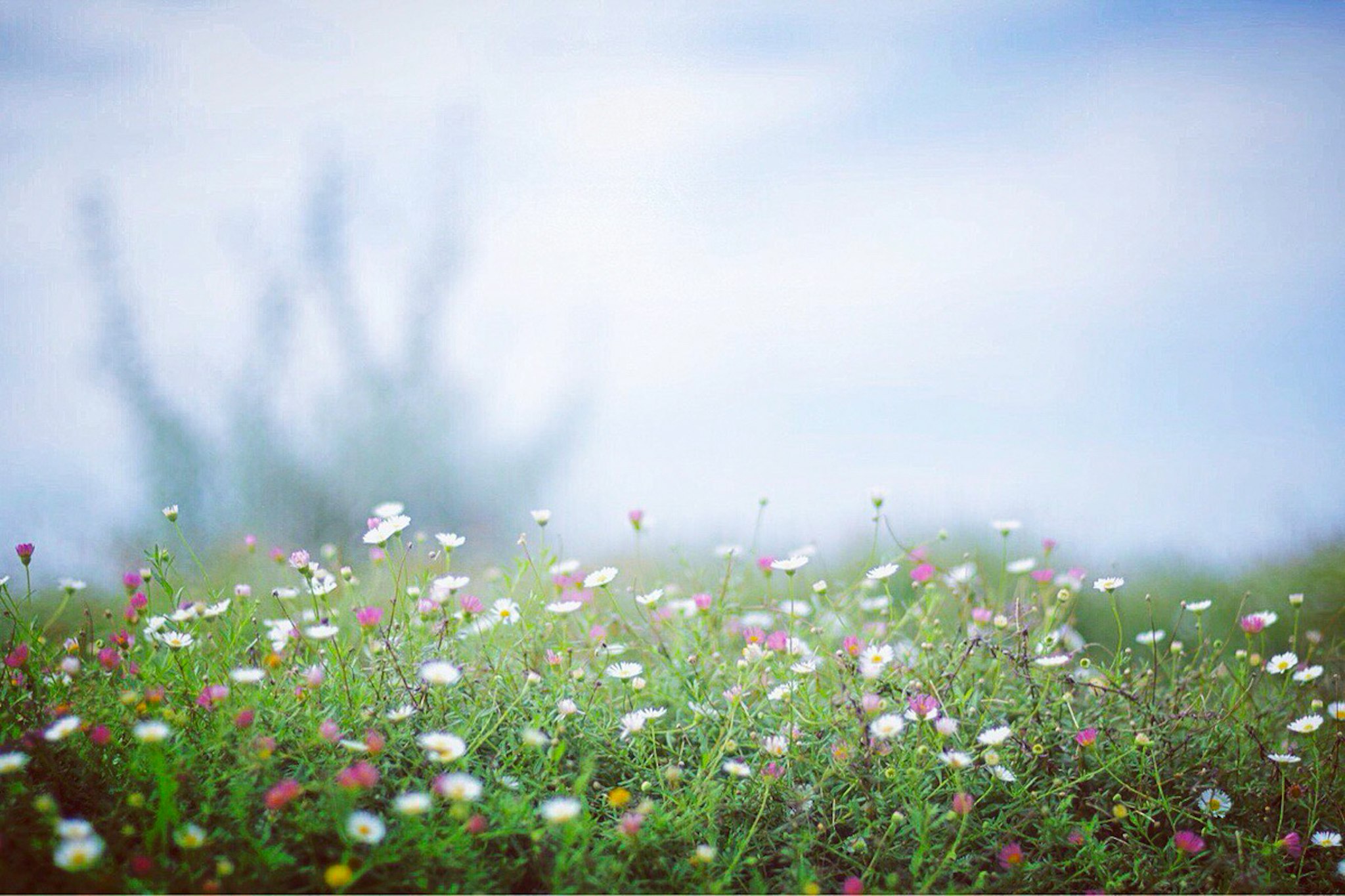 Blumen blühend auf einer Wiese mit weichem, nebligem Hintergrund