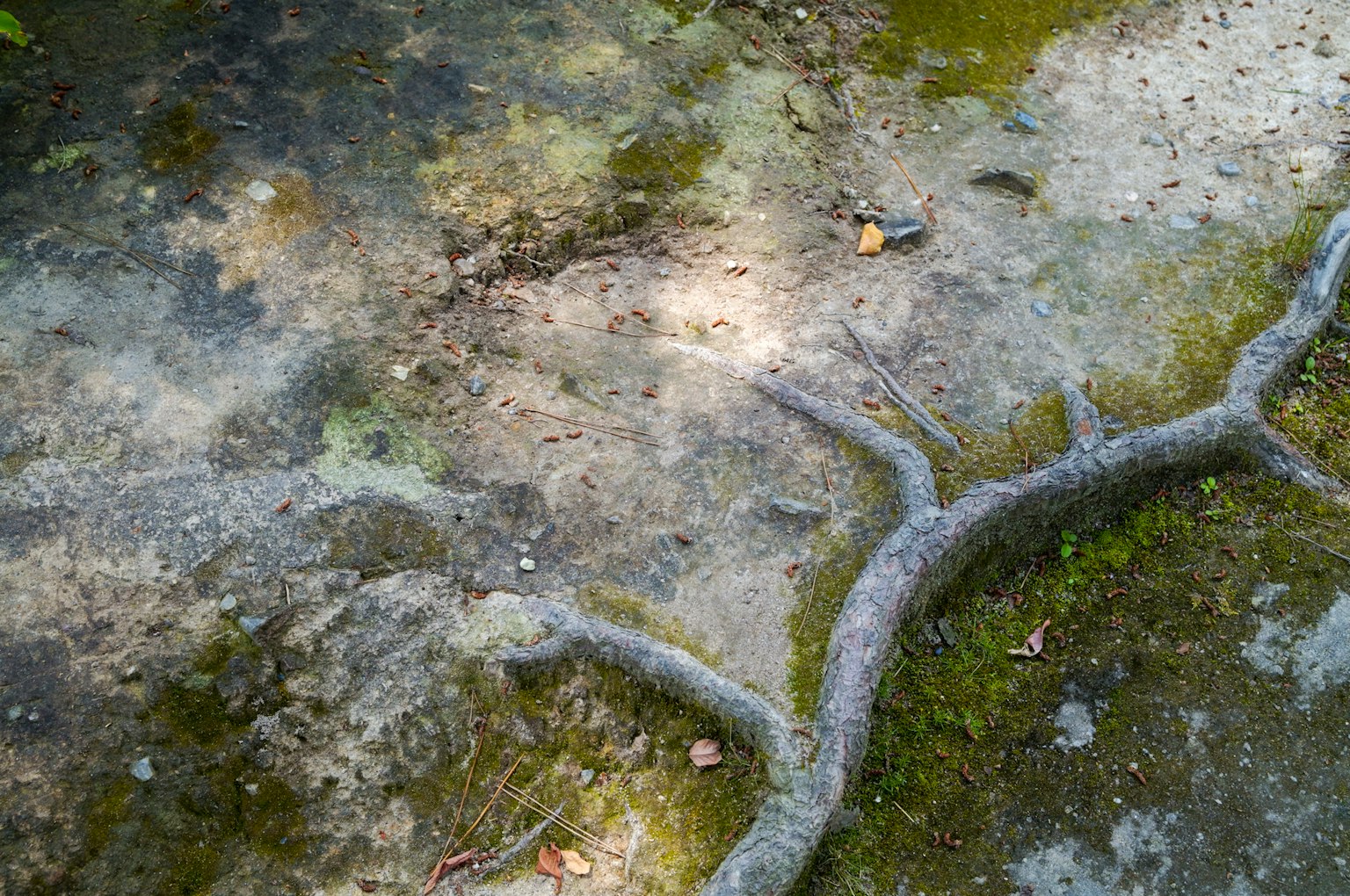 Moss-covered rock surface with visible root patterns