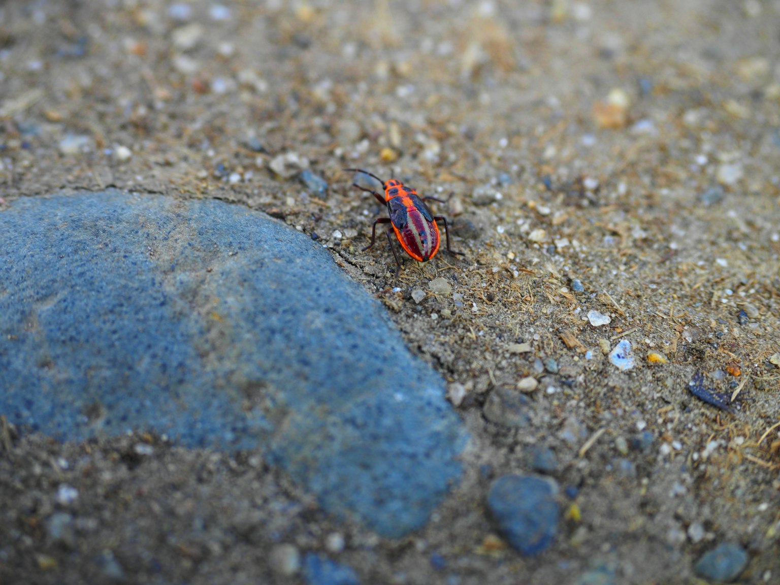 Un insecte rouge sur le sol près d'une pierre bleue