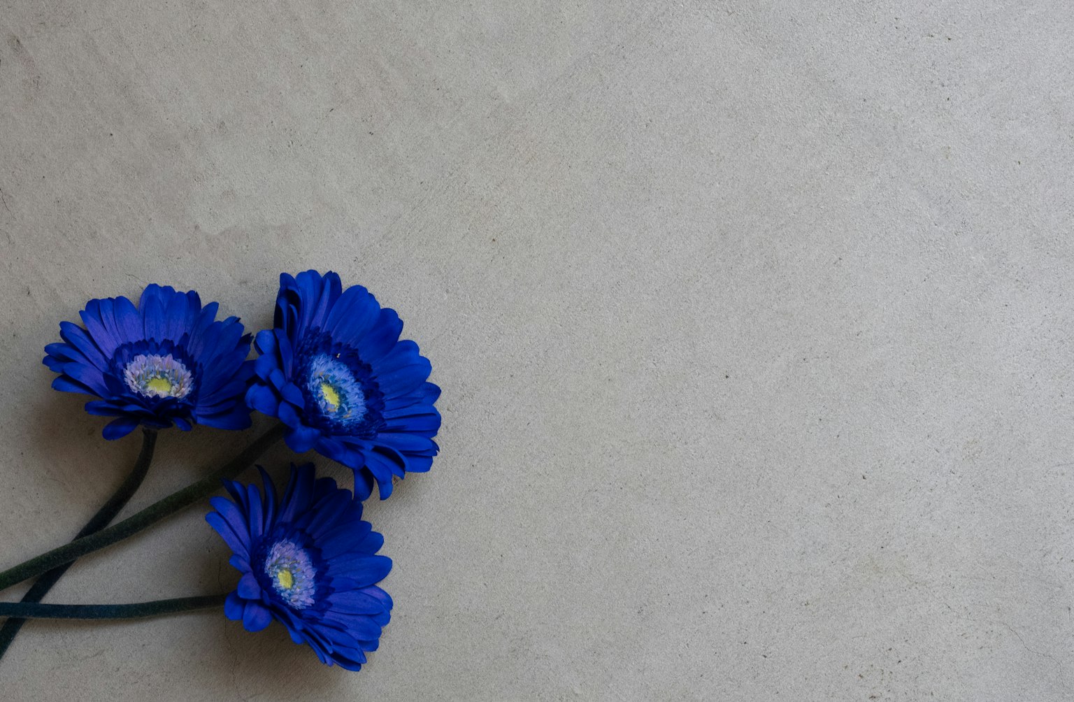 Tre fiori blu disposti su uno sfondo semplice
