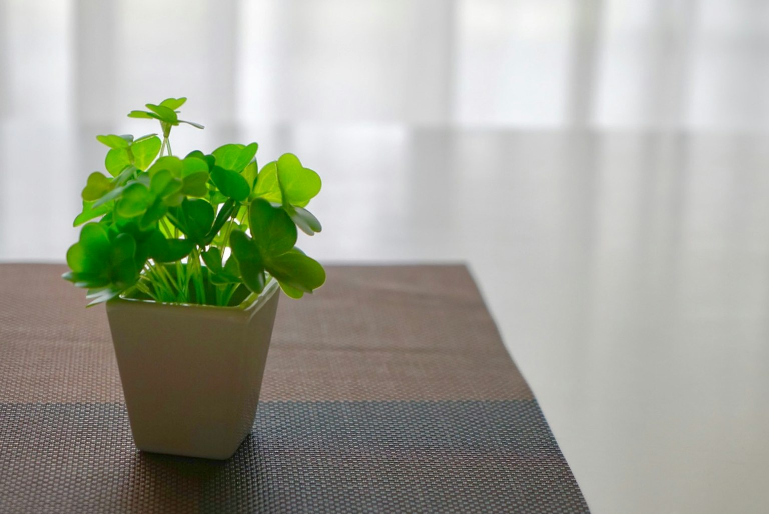 A small green plant in a white pot placed on a table