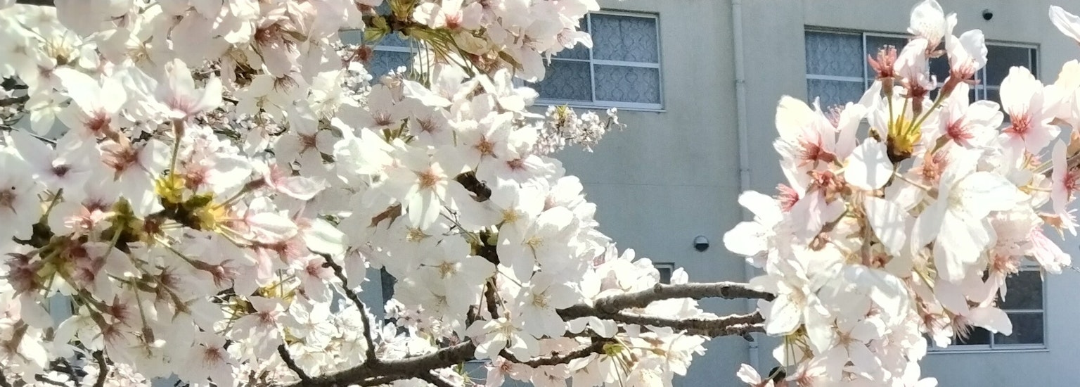 Gros plan sur des fleurs de cerisier sur une branche avec un bâtiment en arrière-plan