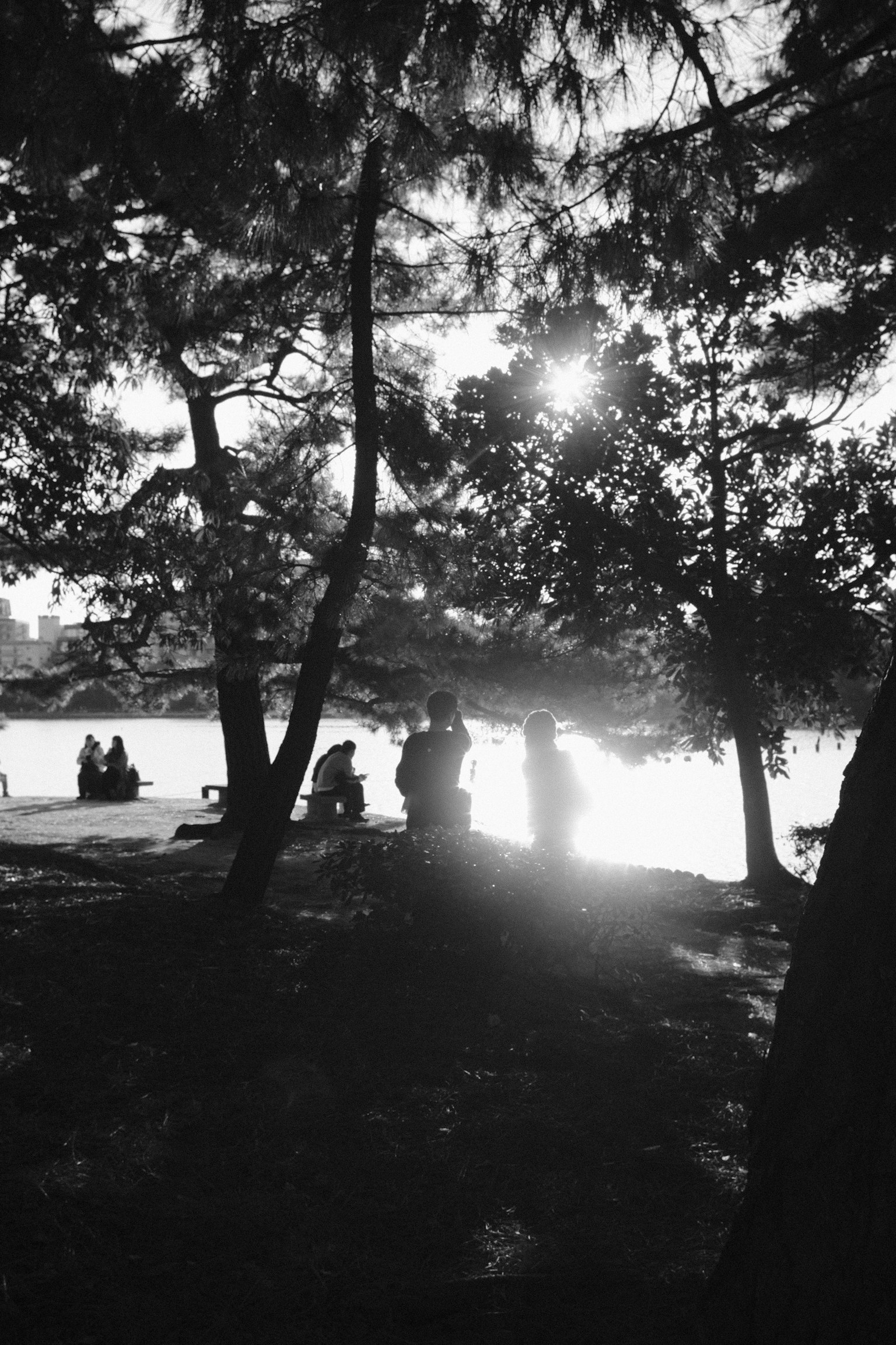 树间透出的湖边人影与阳光反射