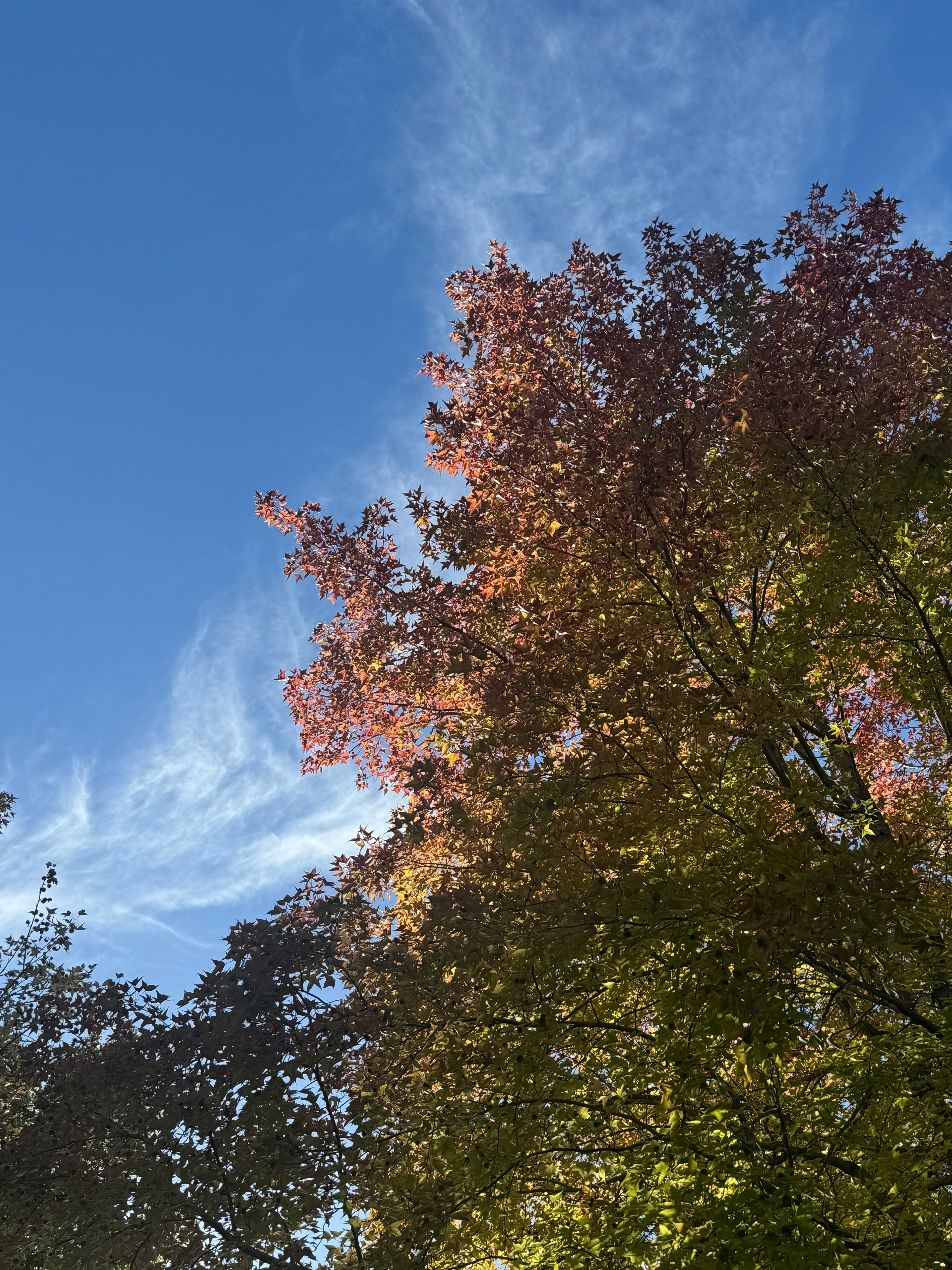 東平尾公園の初秋の空と桜のような木々