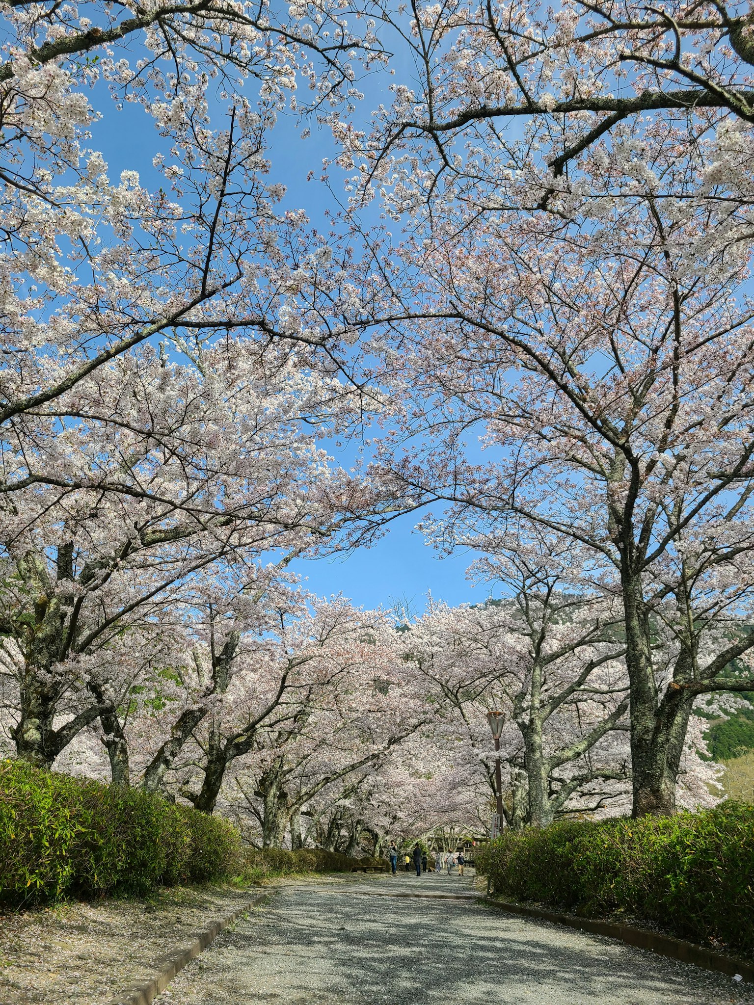 櫻花樹成排的道路和藍天