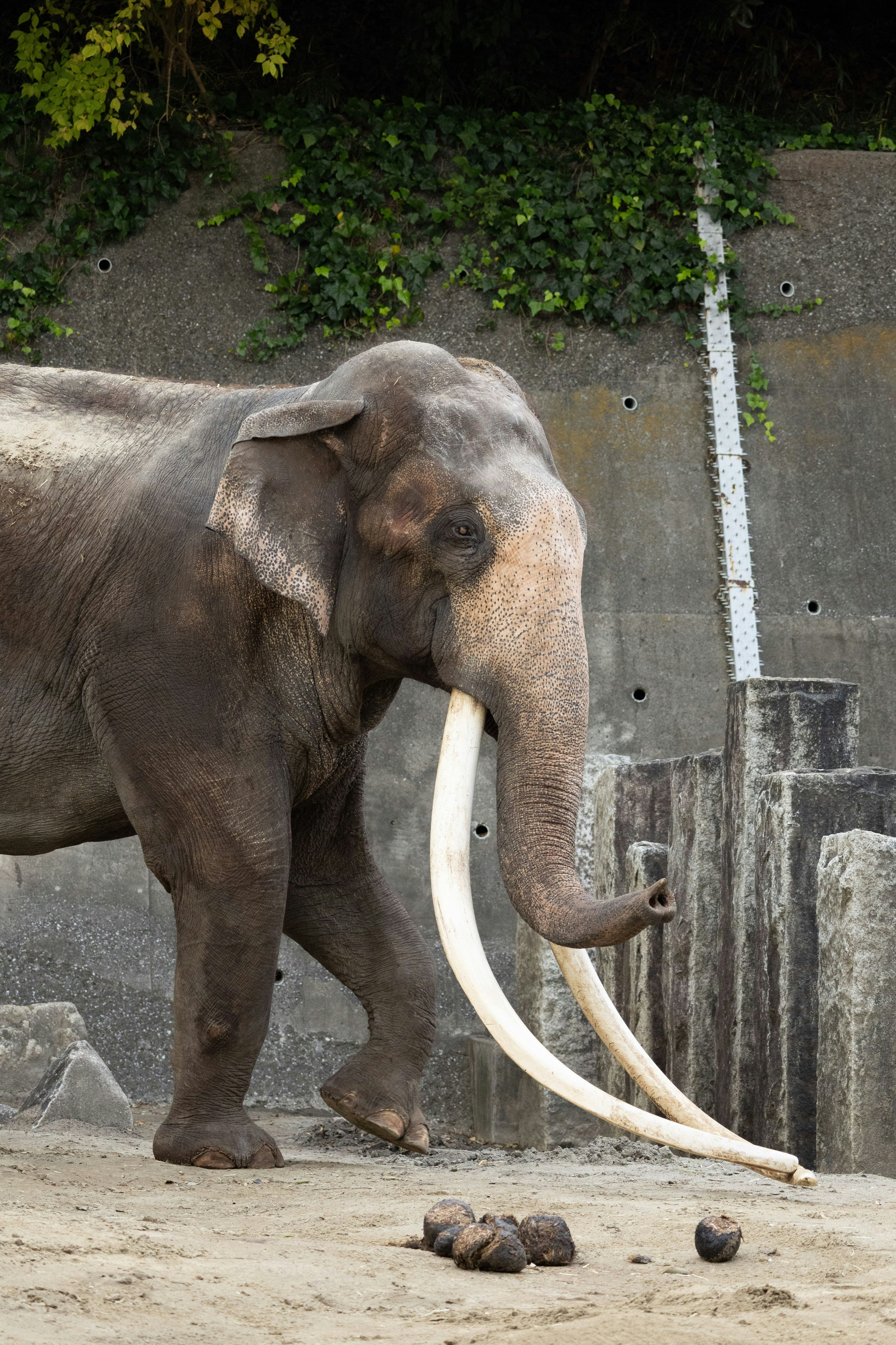 動物園の象が砂地で立つ姿