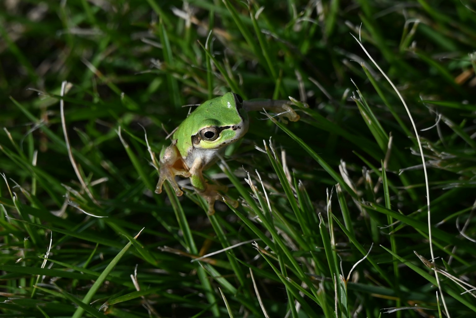Seekor katak hijau duduk di antara rumput