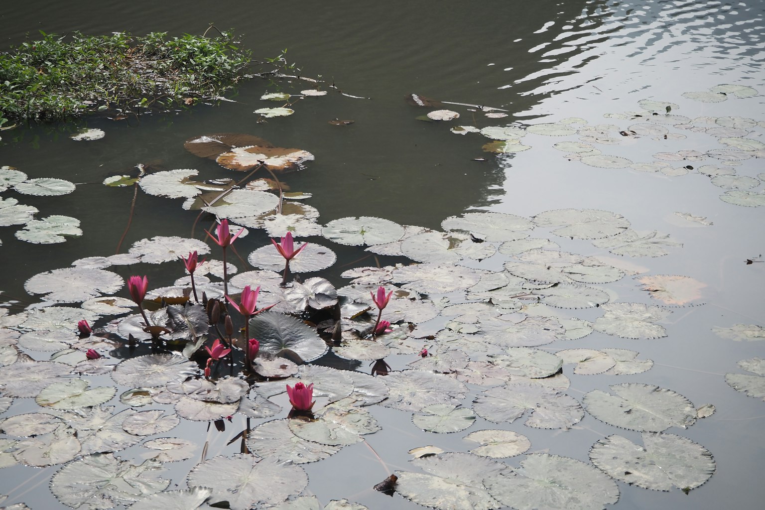Une scène tranquille d'un étang avec des nénuphars et des fleurs roses flottant à la surface