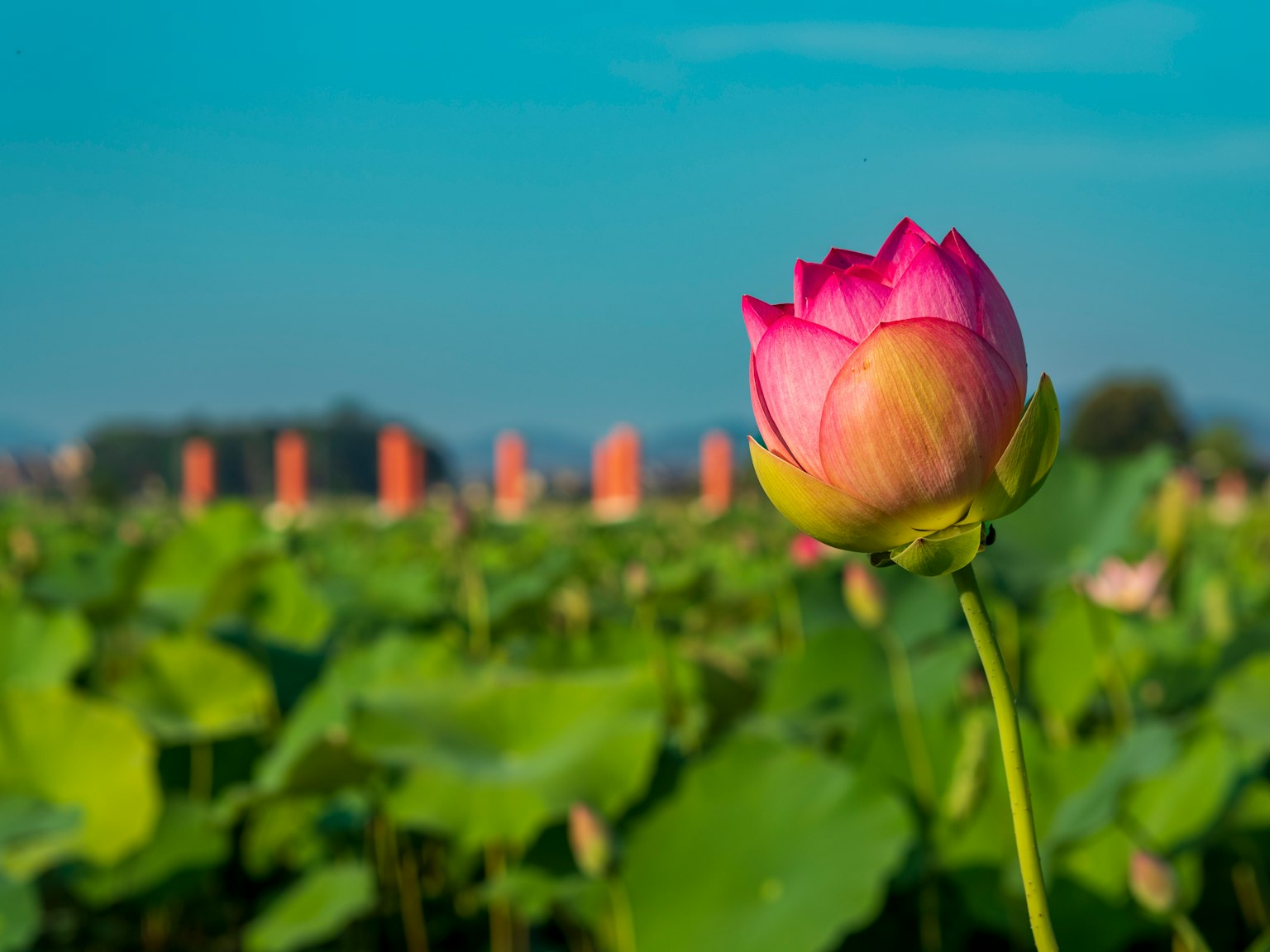 Un bellissimo fiore di loto rosa in piedi tra le foglie verdi