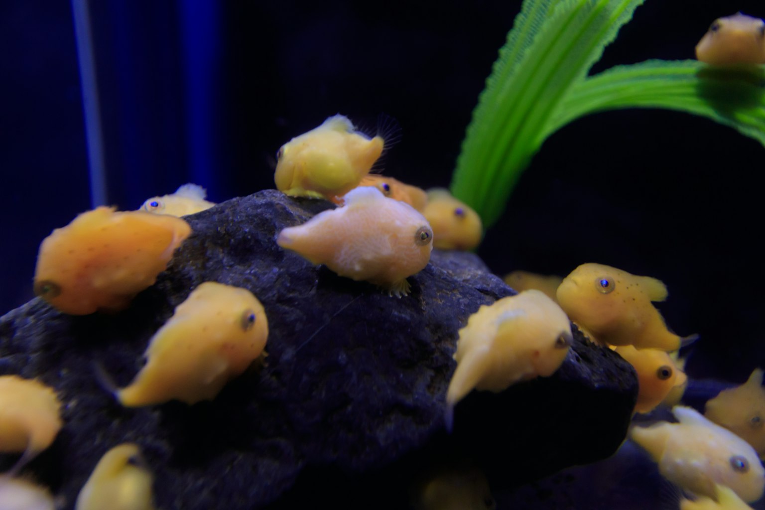 小鱼聚集在水族馆中的一块岩石上