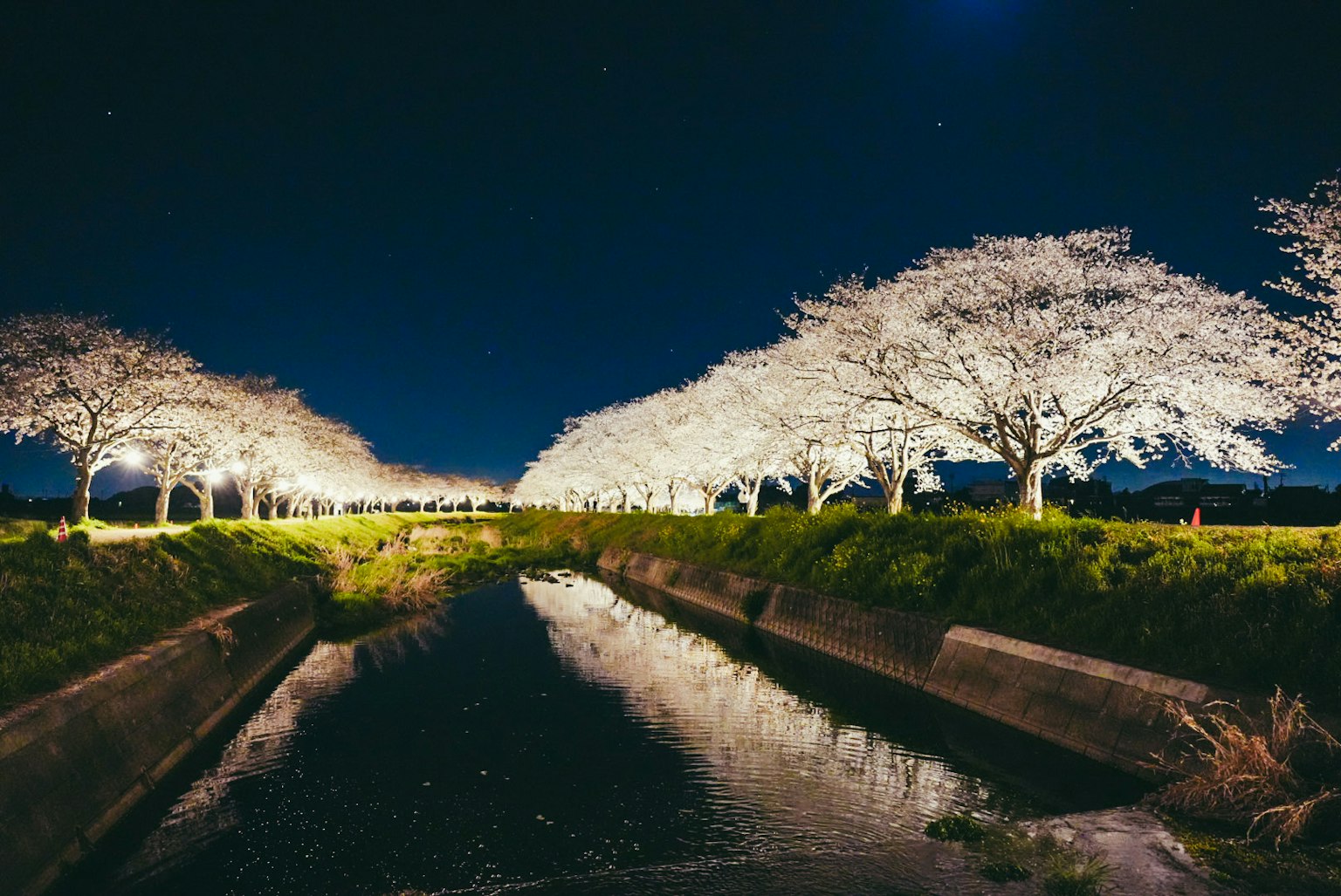 夜间照亮的樱花树和宁静的河流