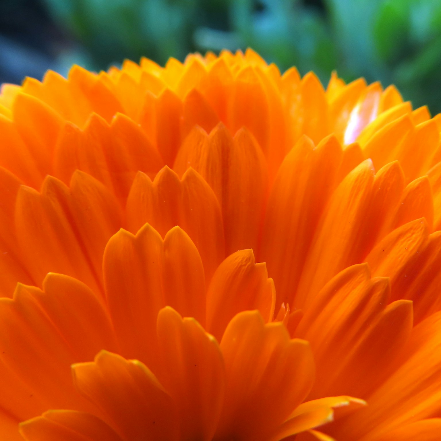 Gros plan d'une fleur orange vibrante avec des pétales qui se chevauchent