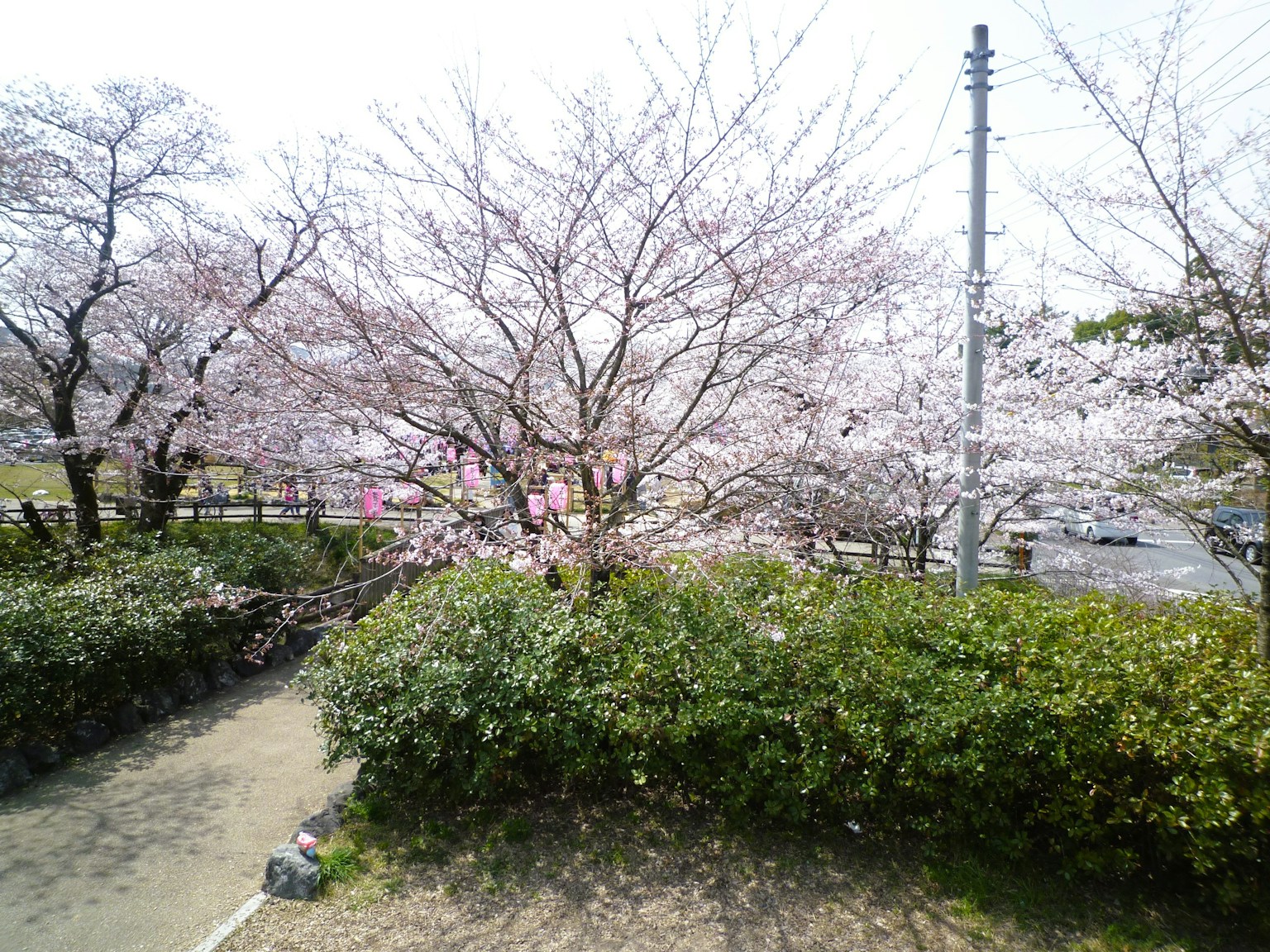 Scène de parc avec des cerisiers en fleurs et des haies vertes