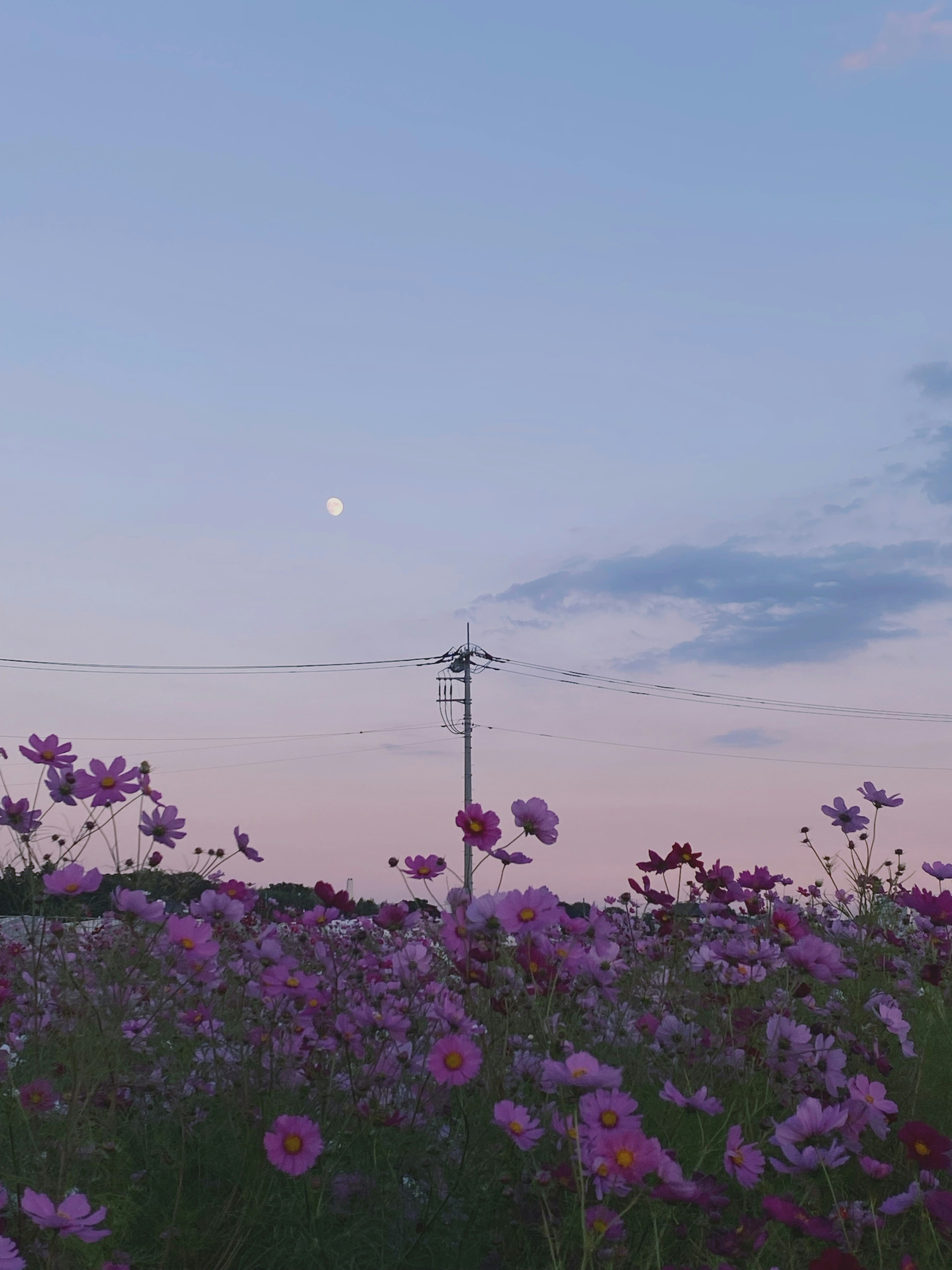 夕暮れの空と紫の花畑
