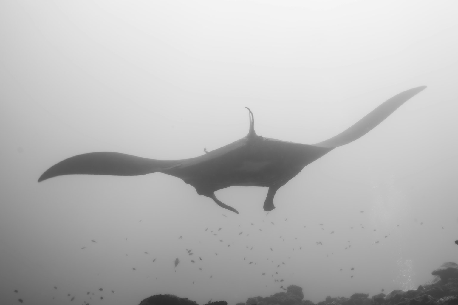 Silhouette of a manta ray swimming underwater in a misty environment