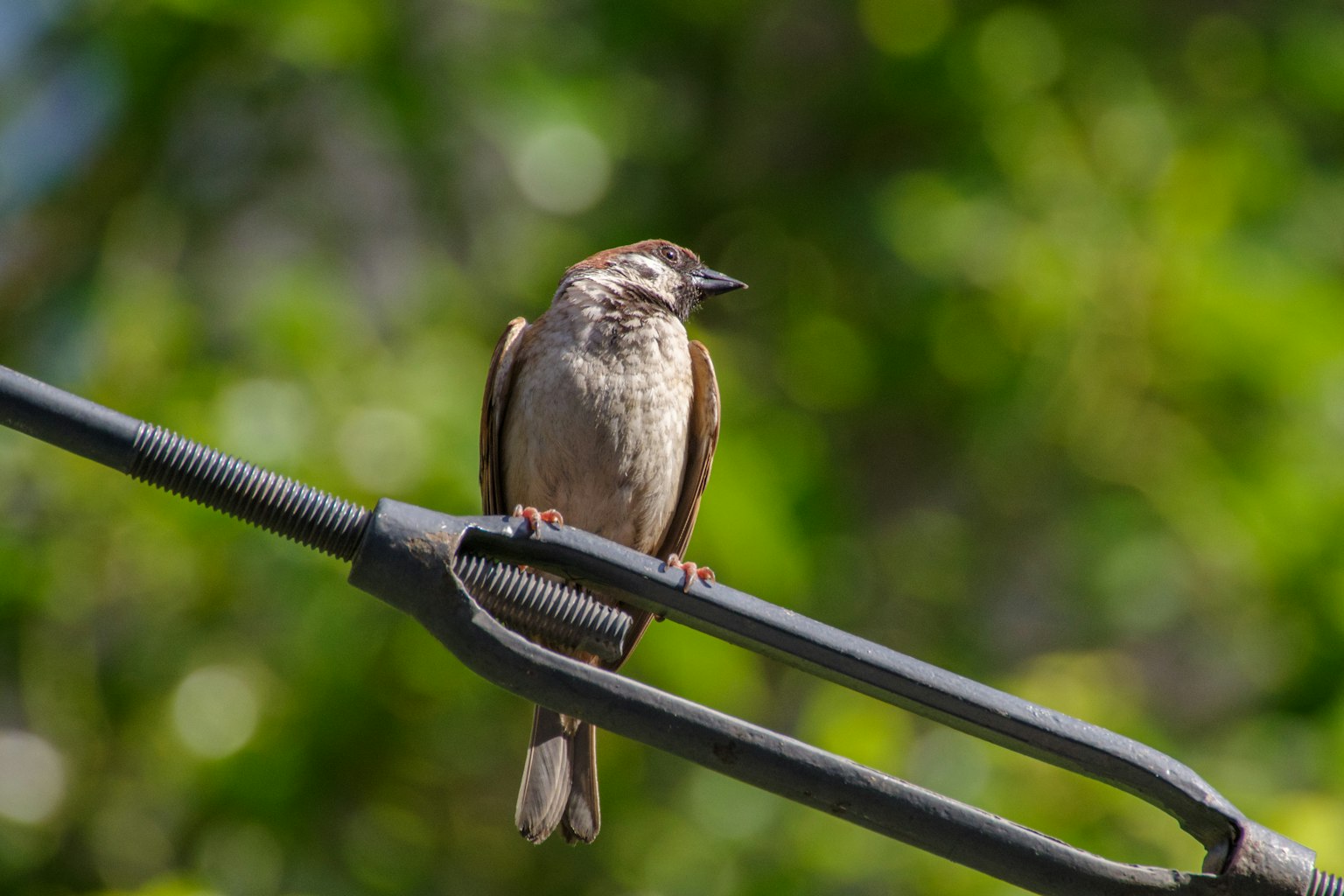 Close-up of a small bird perched on a metal rod under sunlight