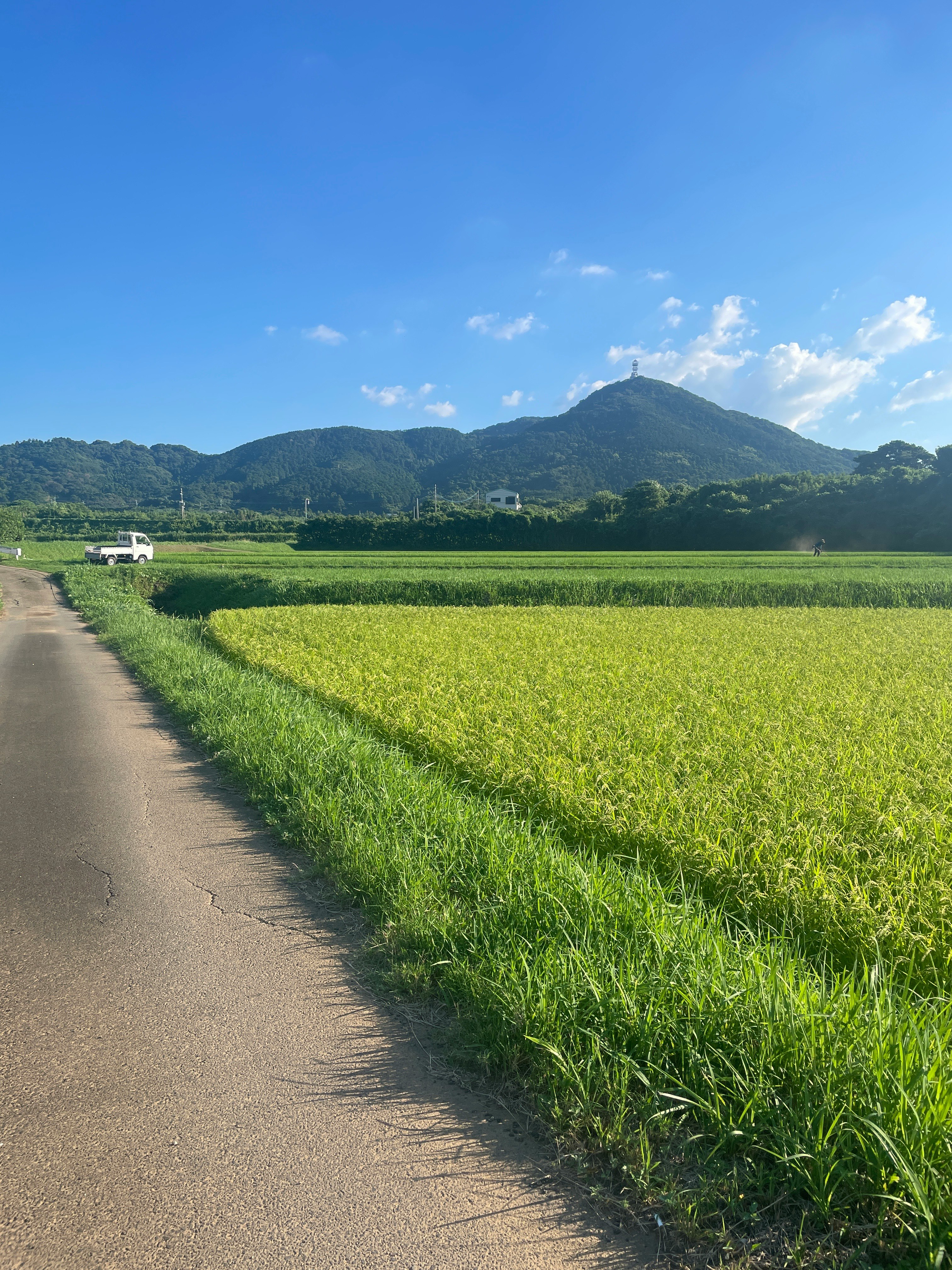 緑のあぜ道を走る田園の一本道と青空の山並み