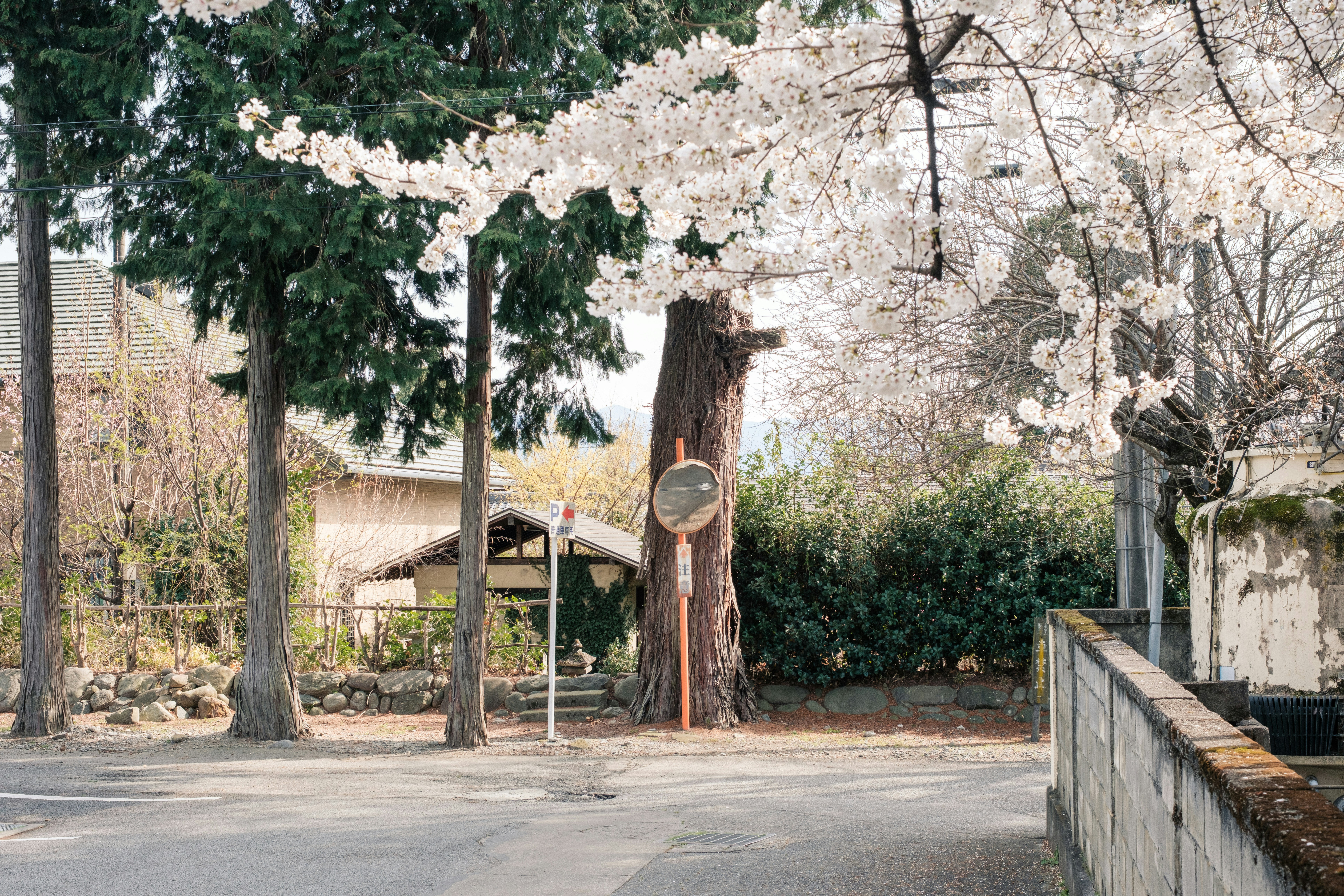 桜の木と並木のある静かな小道