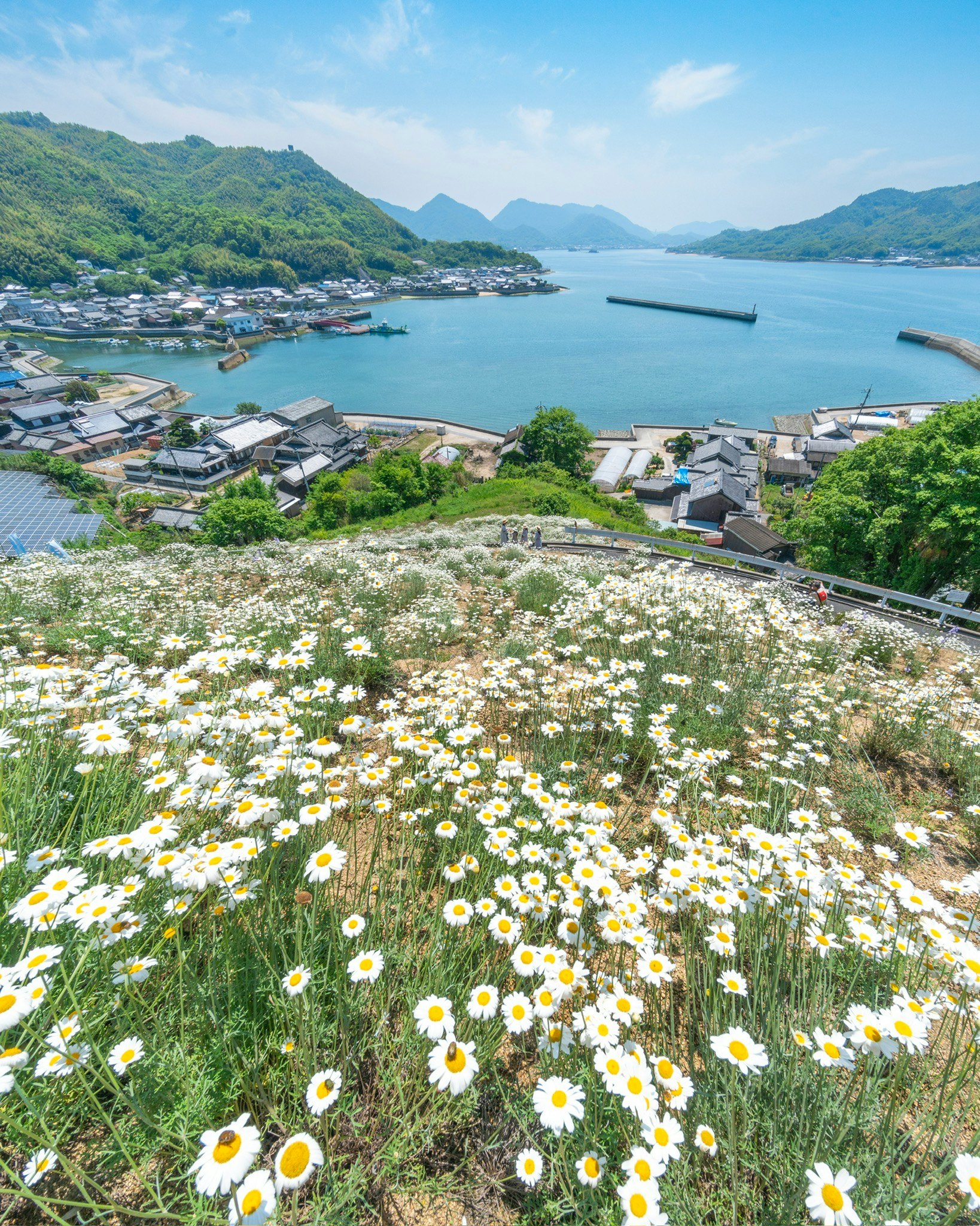 眺望濑户内海的除虫菊花田与海边聚落景色