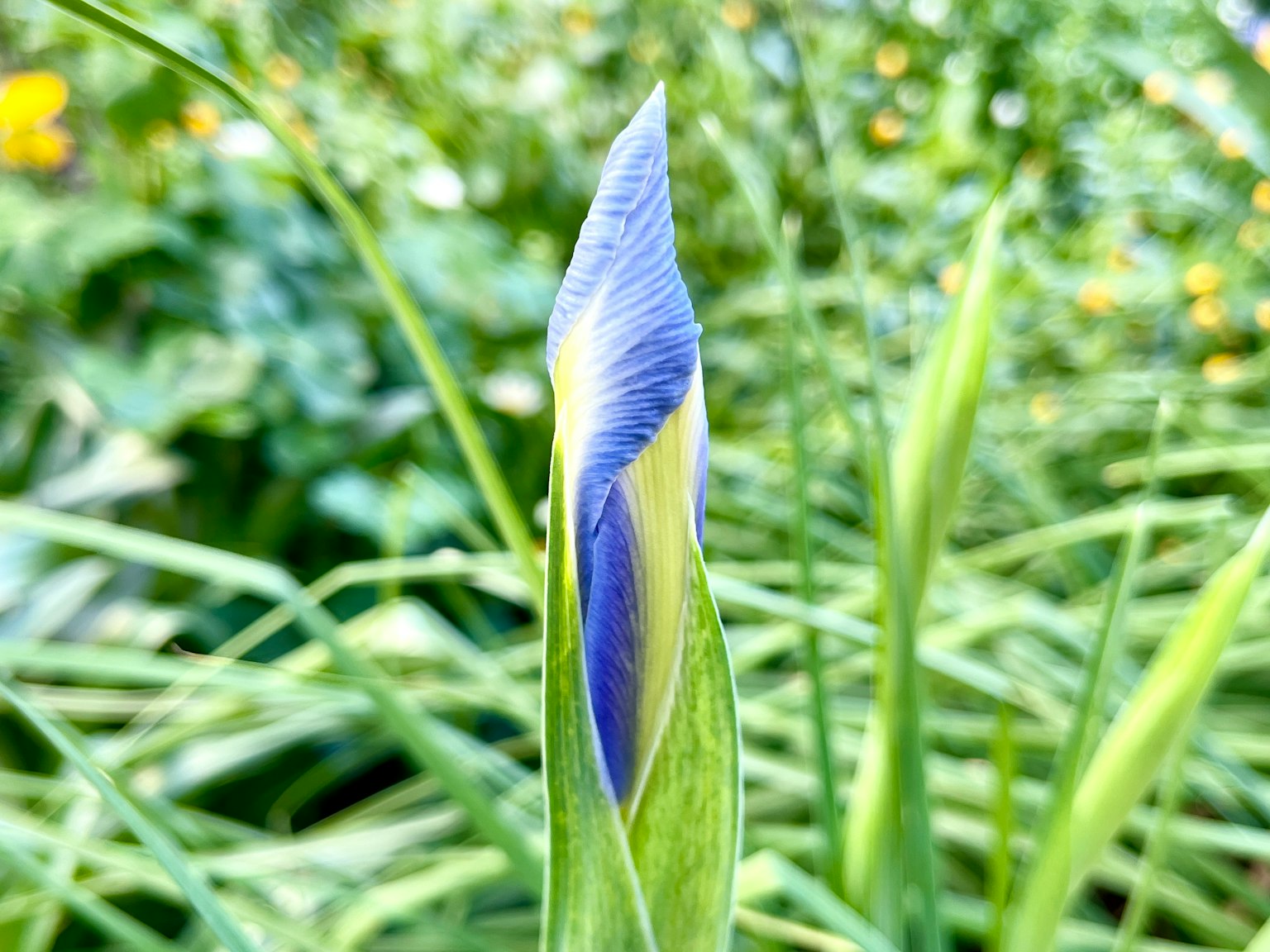 藍紫色花蕾在綠色葉子間冒出