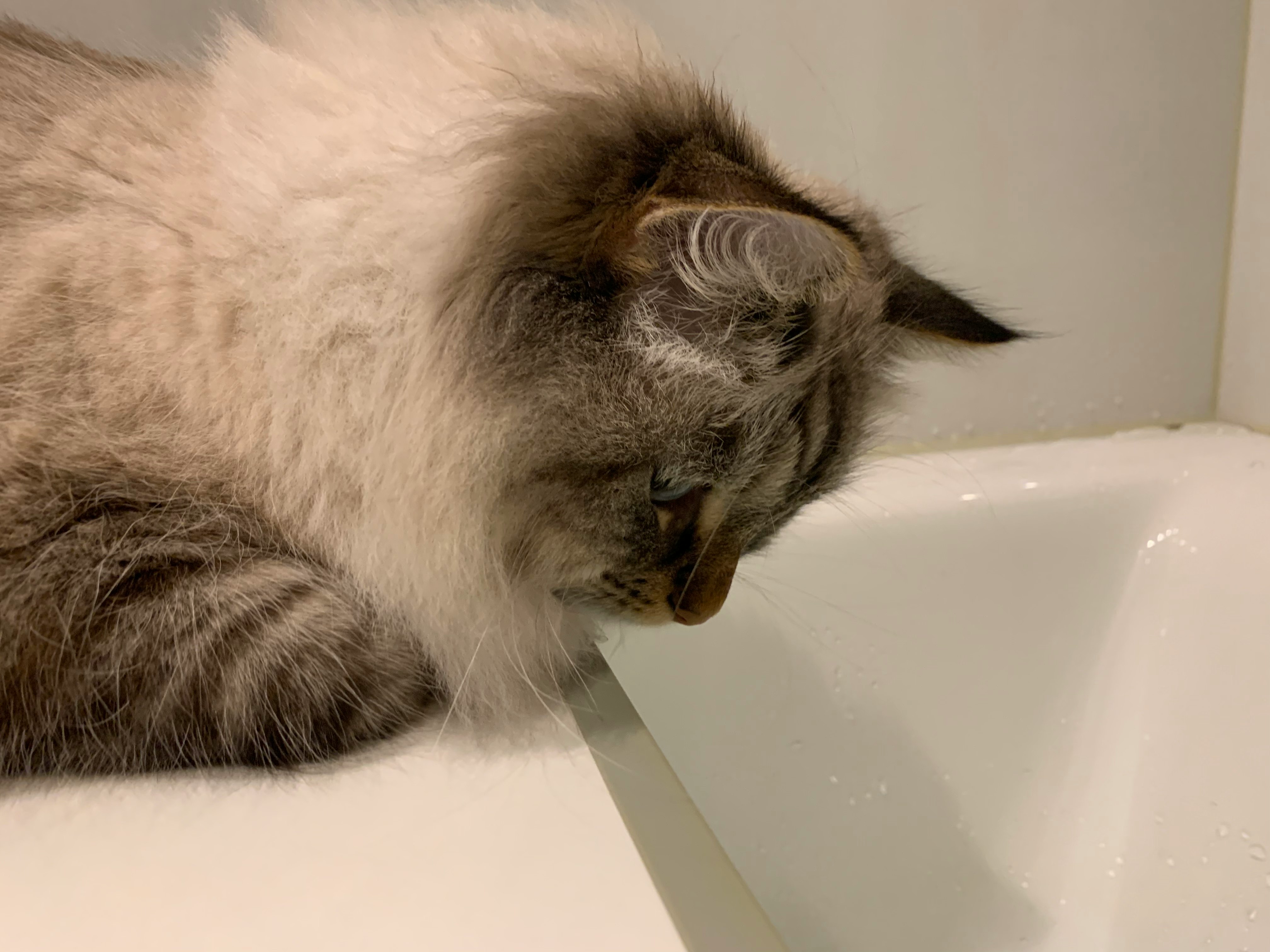 gato gris dormido en el lavabo