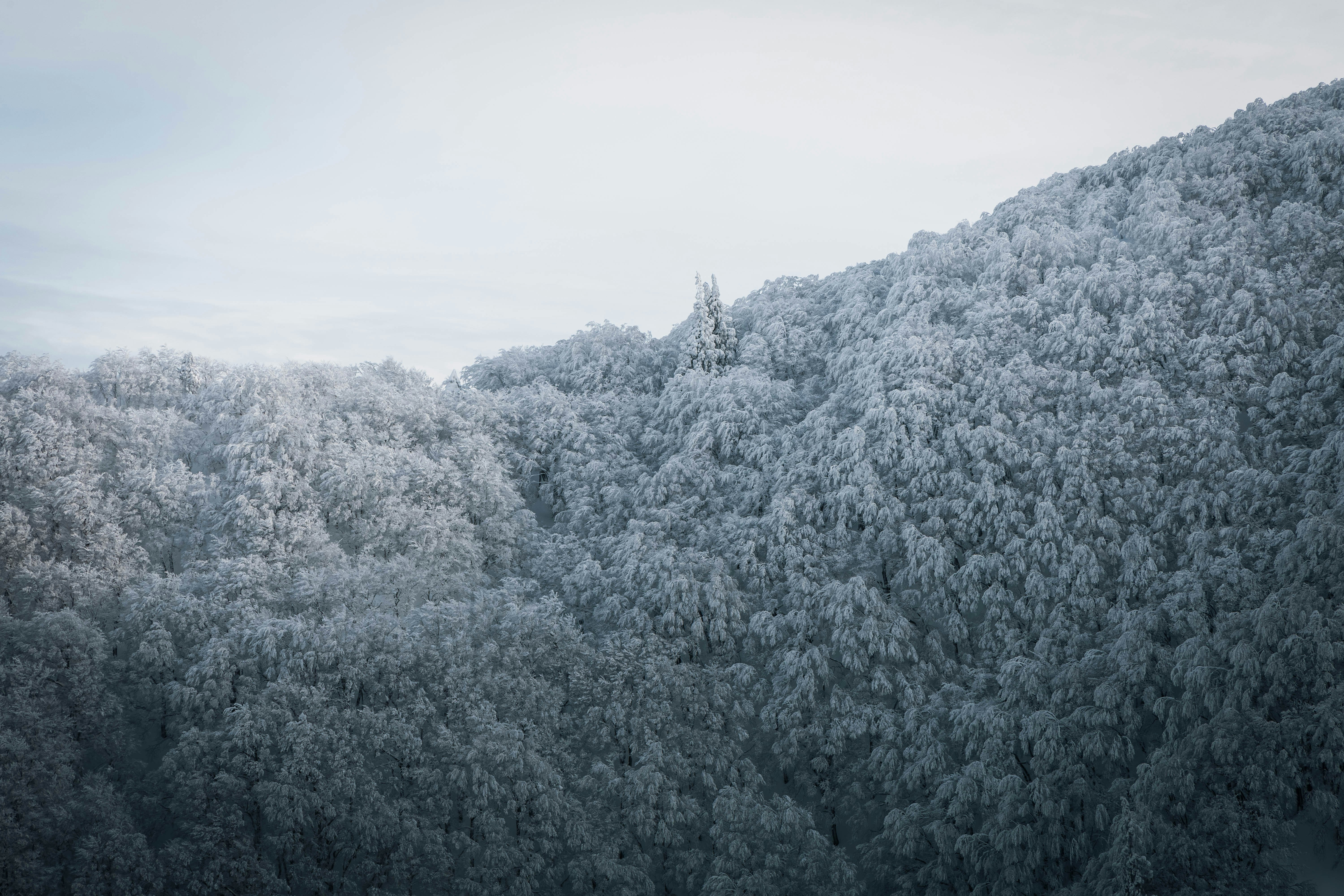 霧のかかった雪景色のような針葉樹の森の斜面