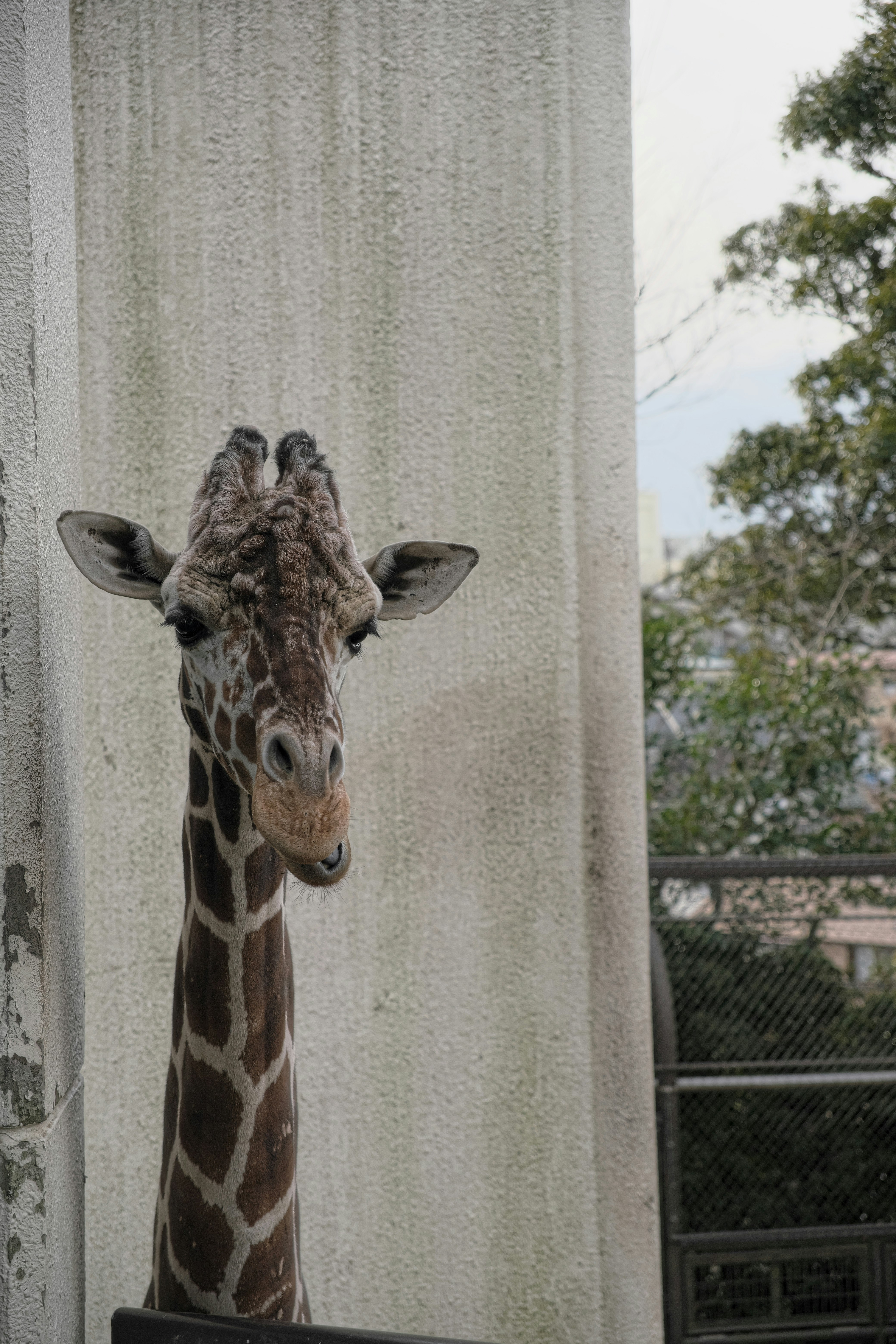 Nahaufnahme vom Kopf einer Giraffe neben einer Säule