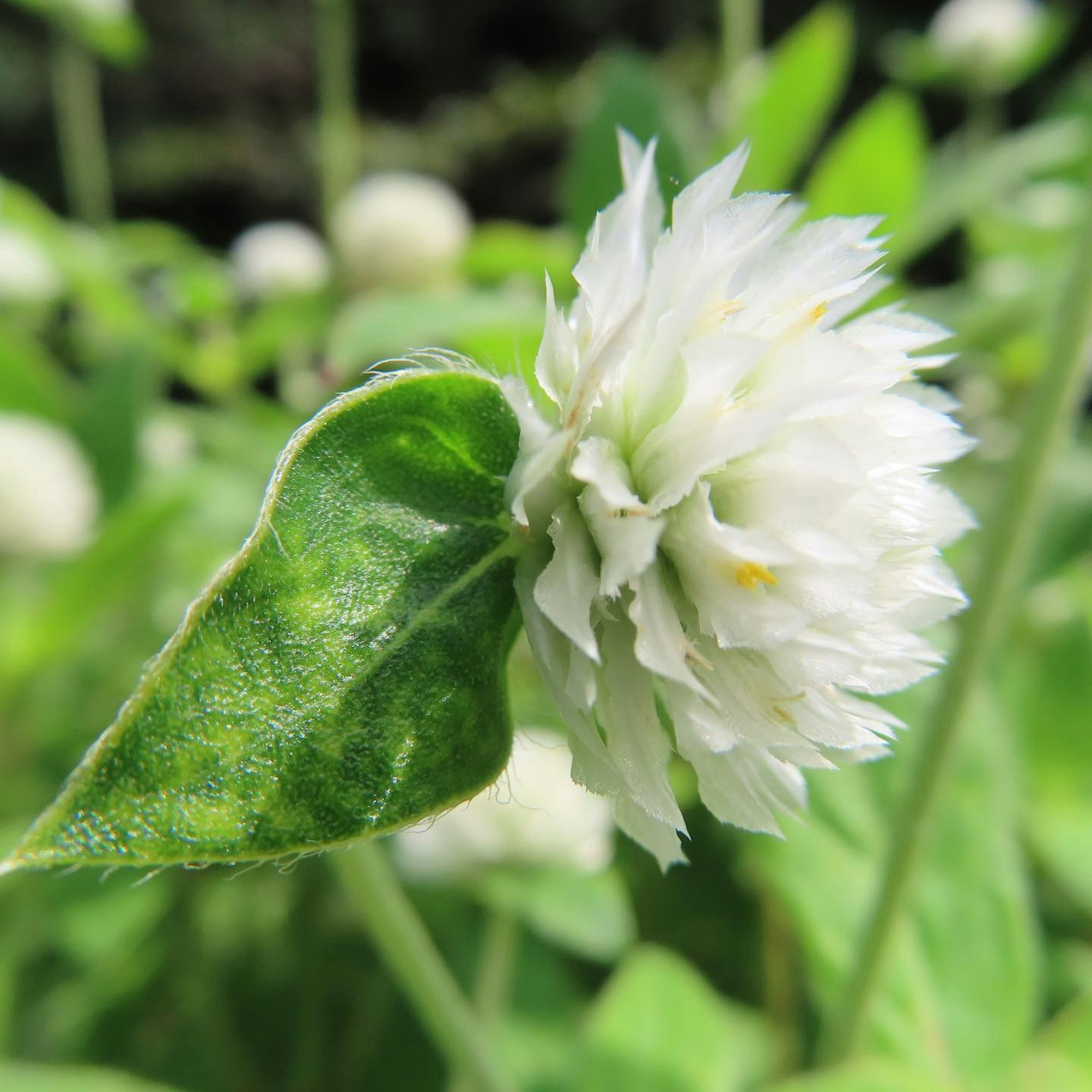 Primo piano di una pianta con fiore bianco e foglie verdi